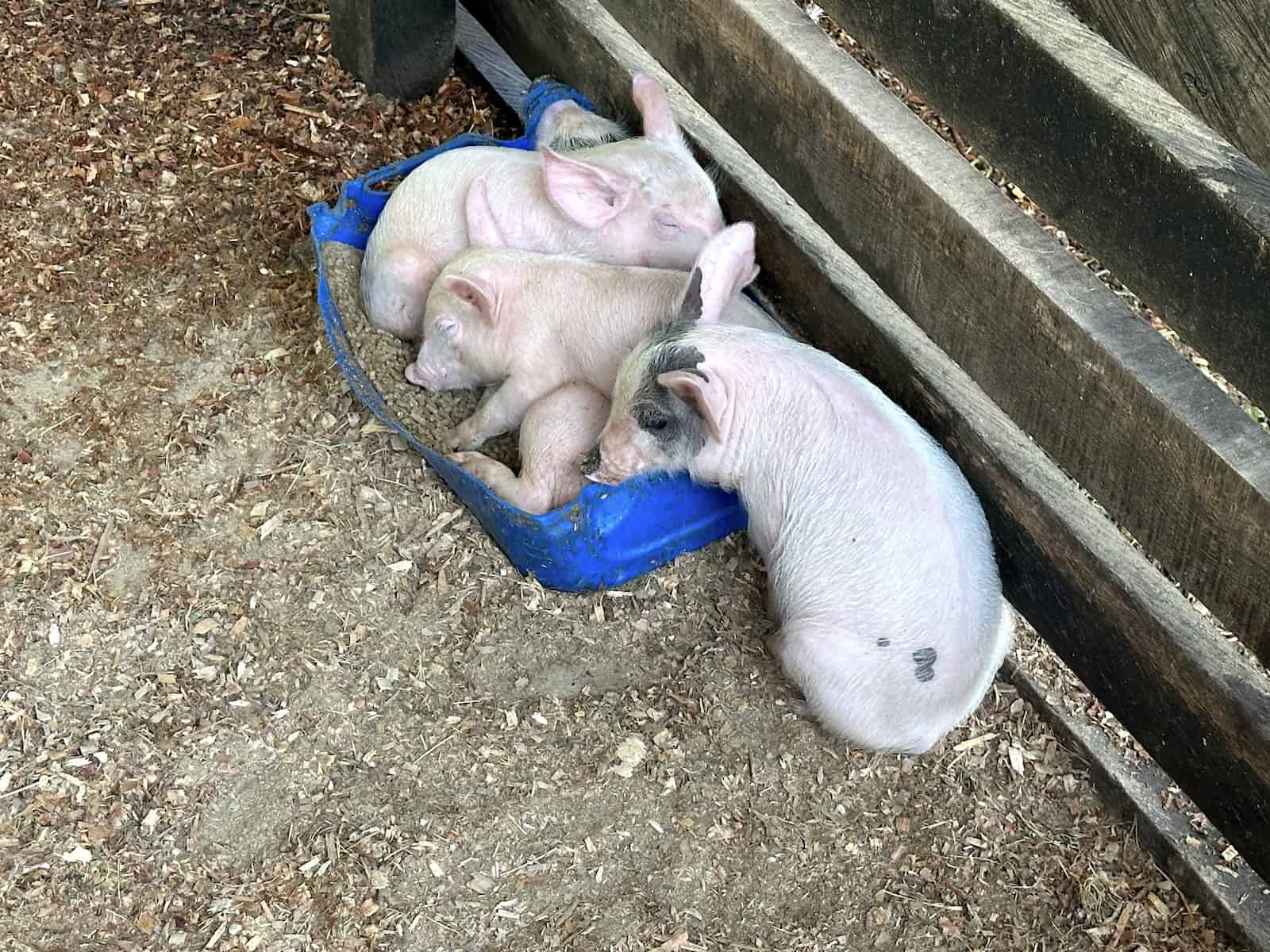 Pigs in the farm at La Finca de Rigo in Cerritos, Pereira, Risaralda, Colombia