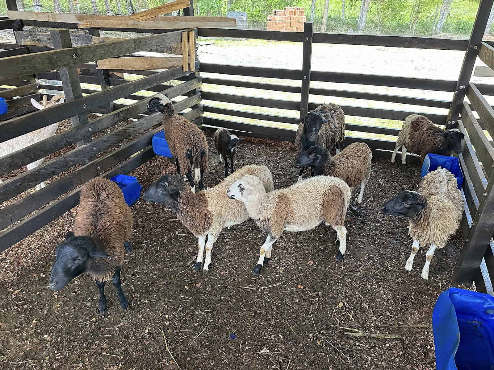 Sheep in the farm at La Finca de Rigo