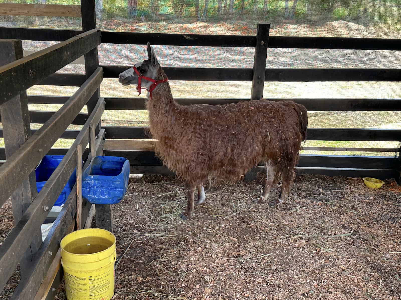 Llama in the farm at La Finca de Rigo in Cerritos, Pereira, Risaralda, Colombia