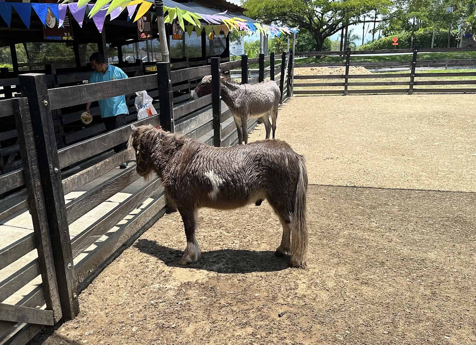 Pony in the farm at La Finca de Rigo