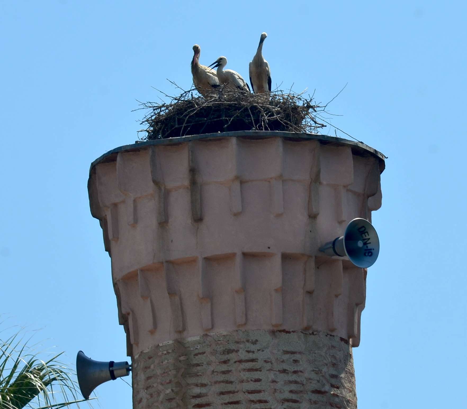 Stork nest atop a minaret