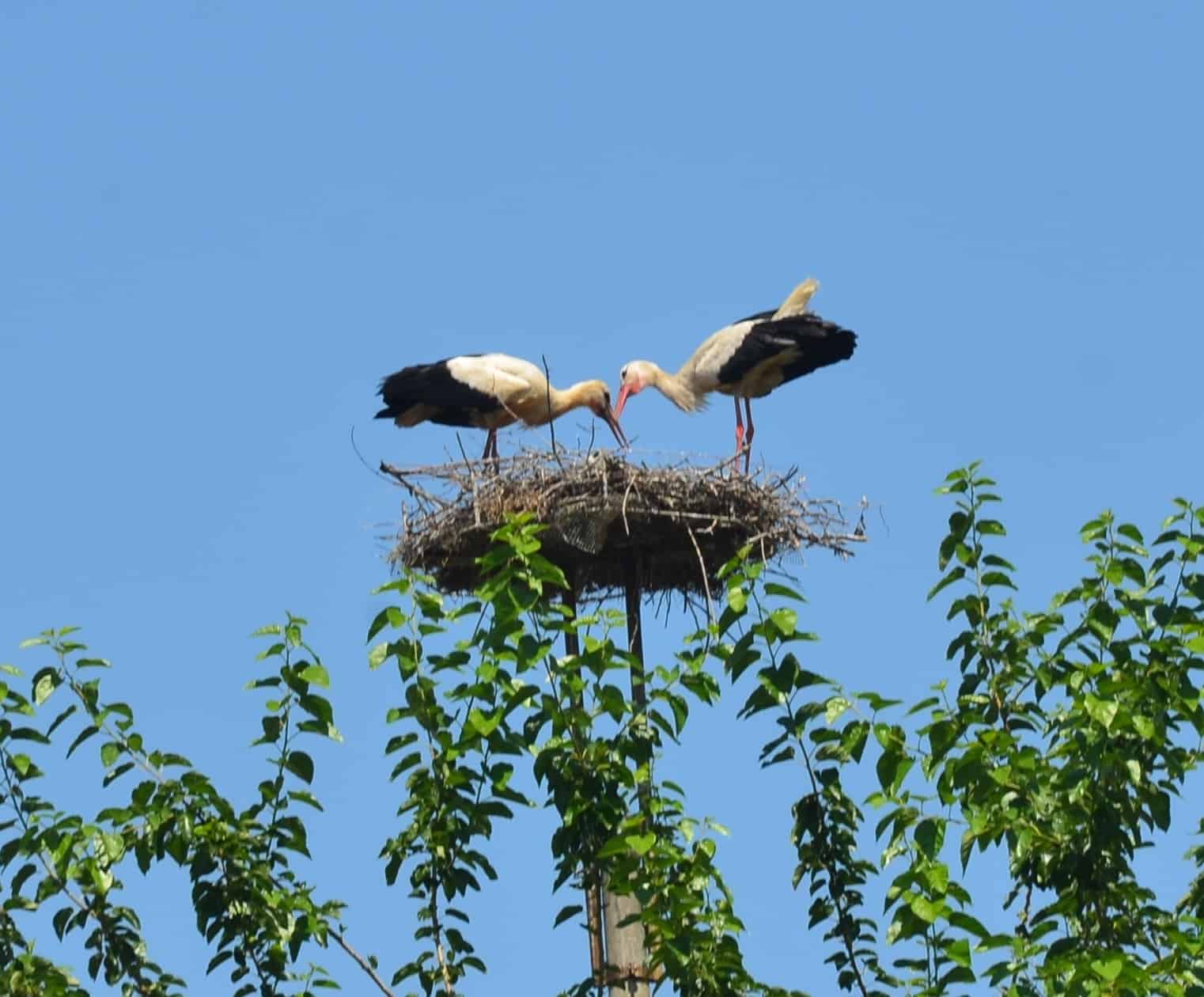 Storks tending to their nest