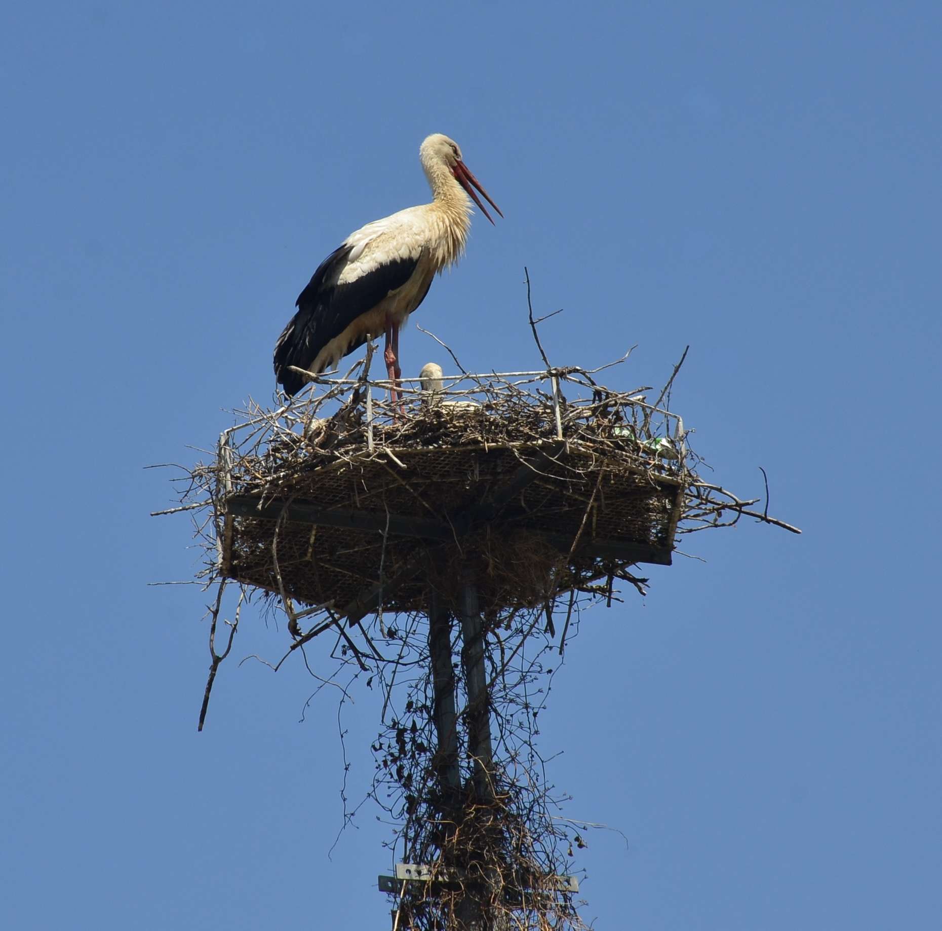 Stork nest on a light post in Selçuk, Turkey