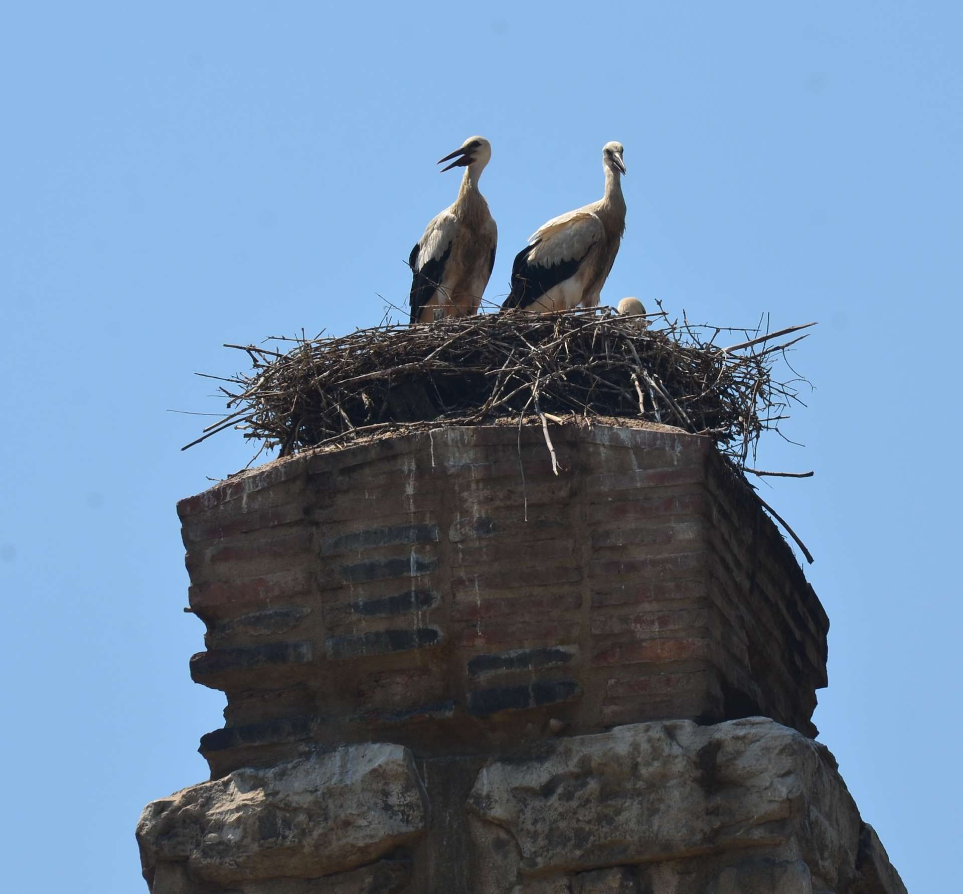 Stork nest on the Byzantine aqueduct in Selçuk, Turkey