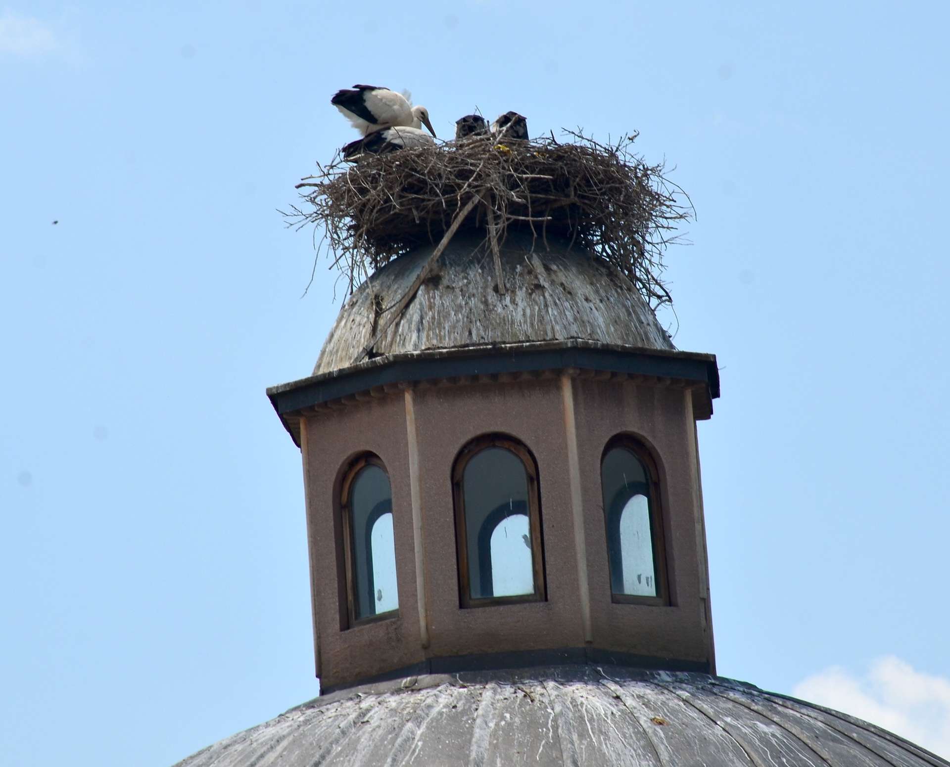 Stork nest on the Saadet Hatun Hamam