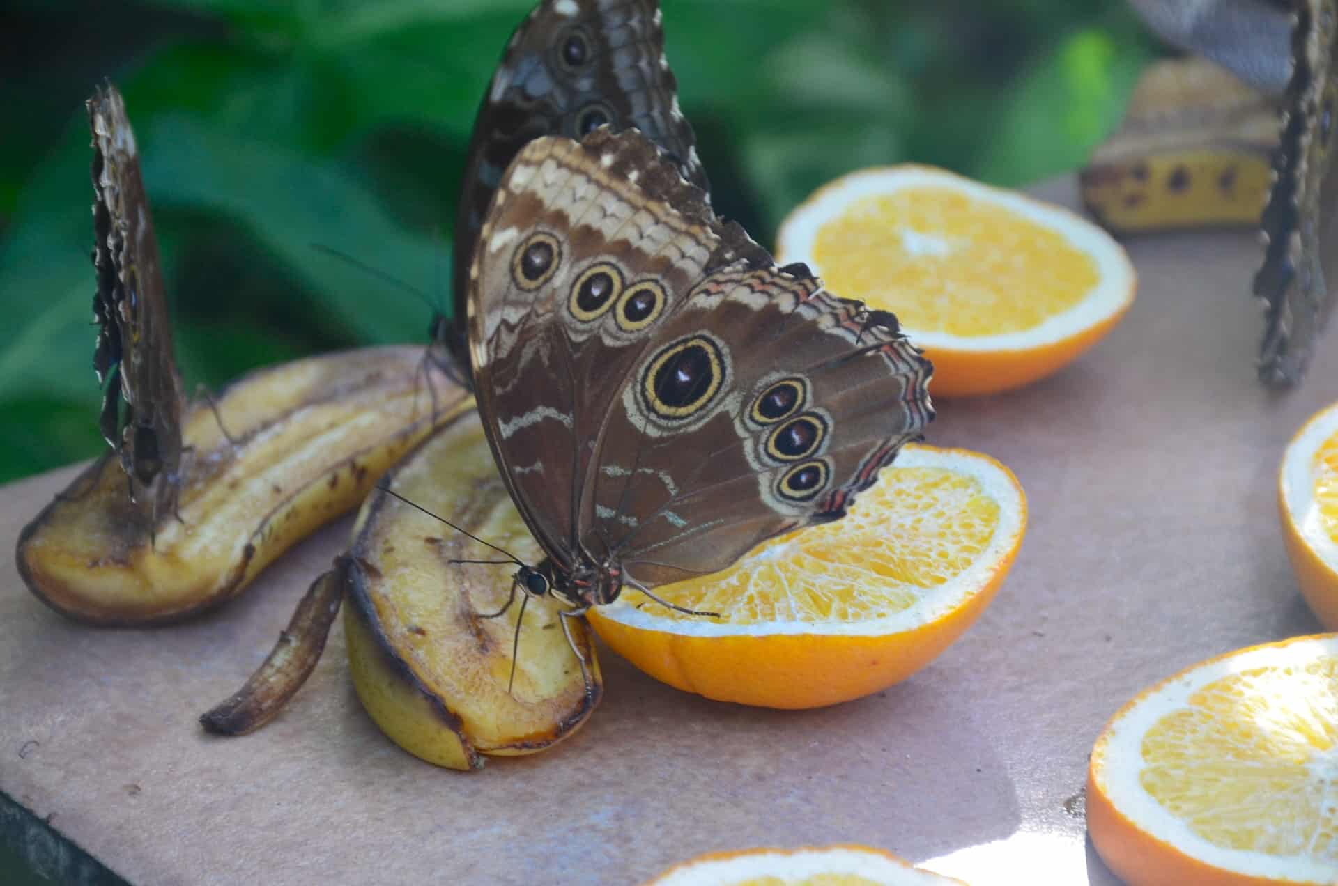 Butterfly feeding on bananas and oranges