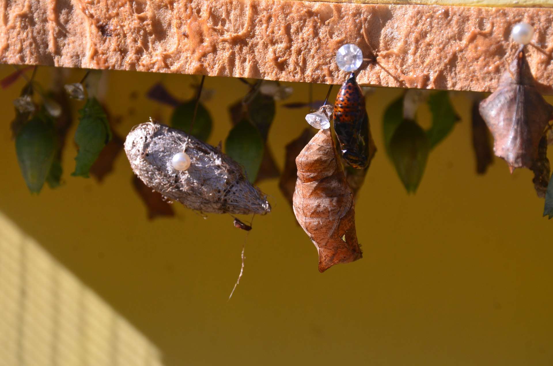 Chrysalises at the Butterfly Farm in Noord, Aruba