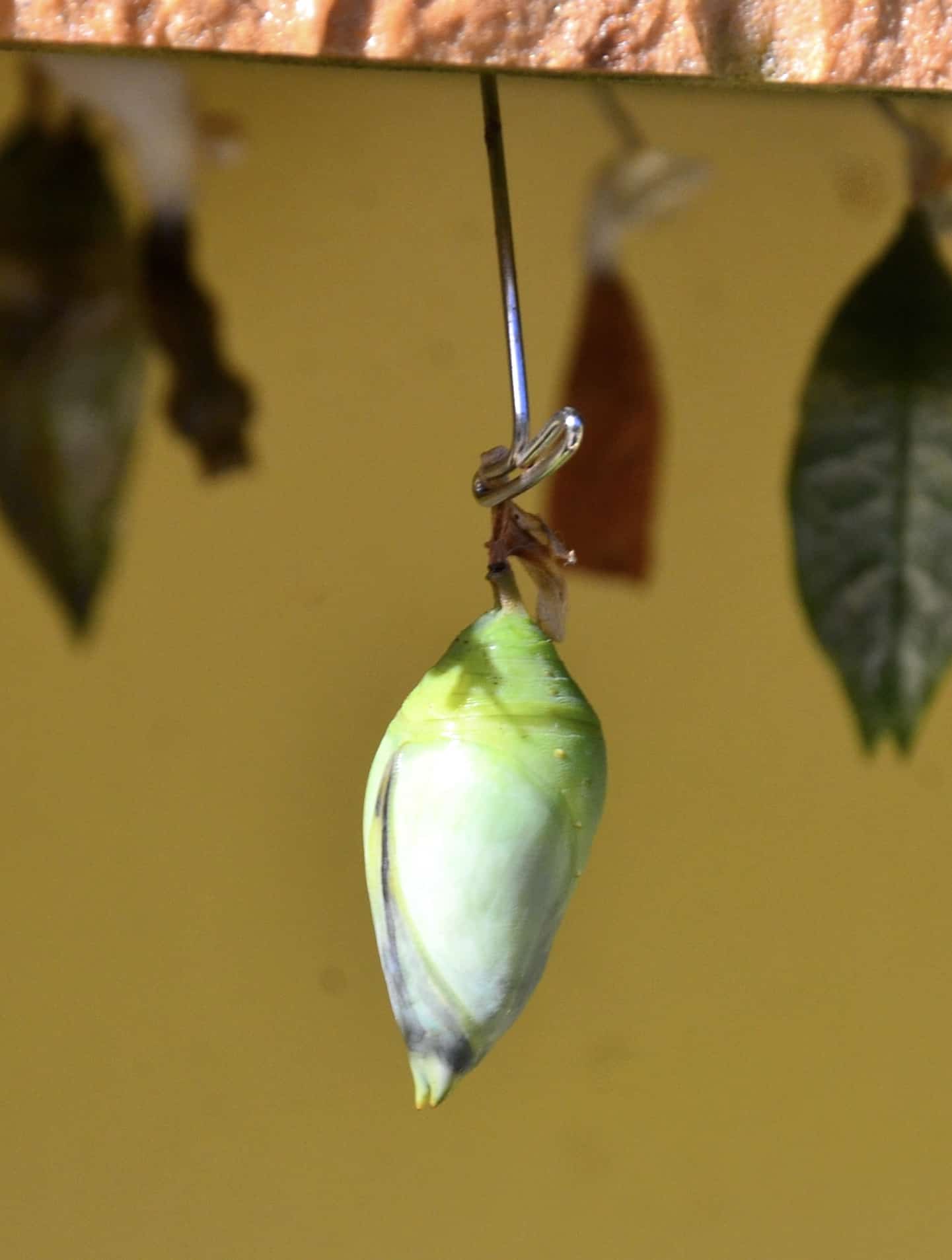 Chrysalis at the Butterfly Farm in Noord, Aruba