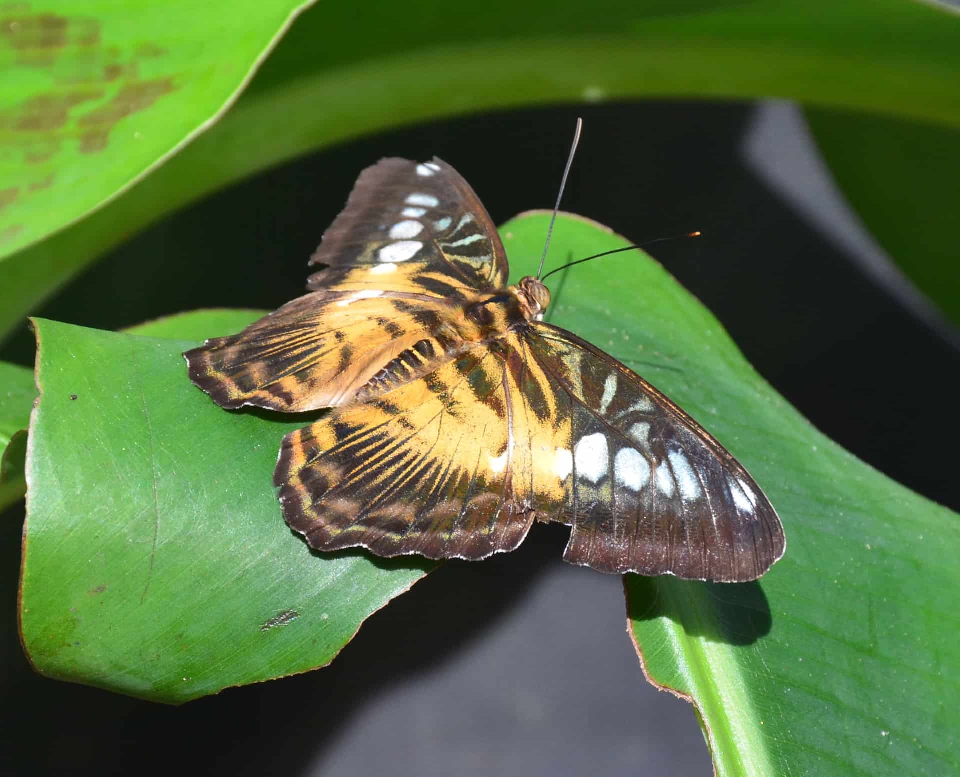 Butterfly at the Butterfly Farm in Noord, Aruba