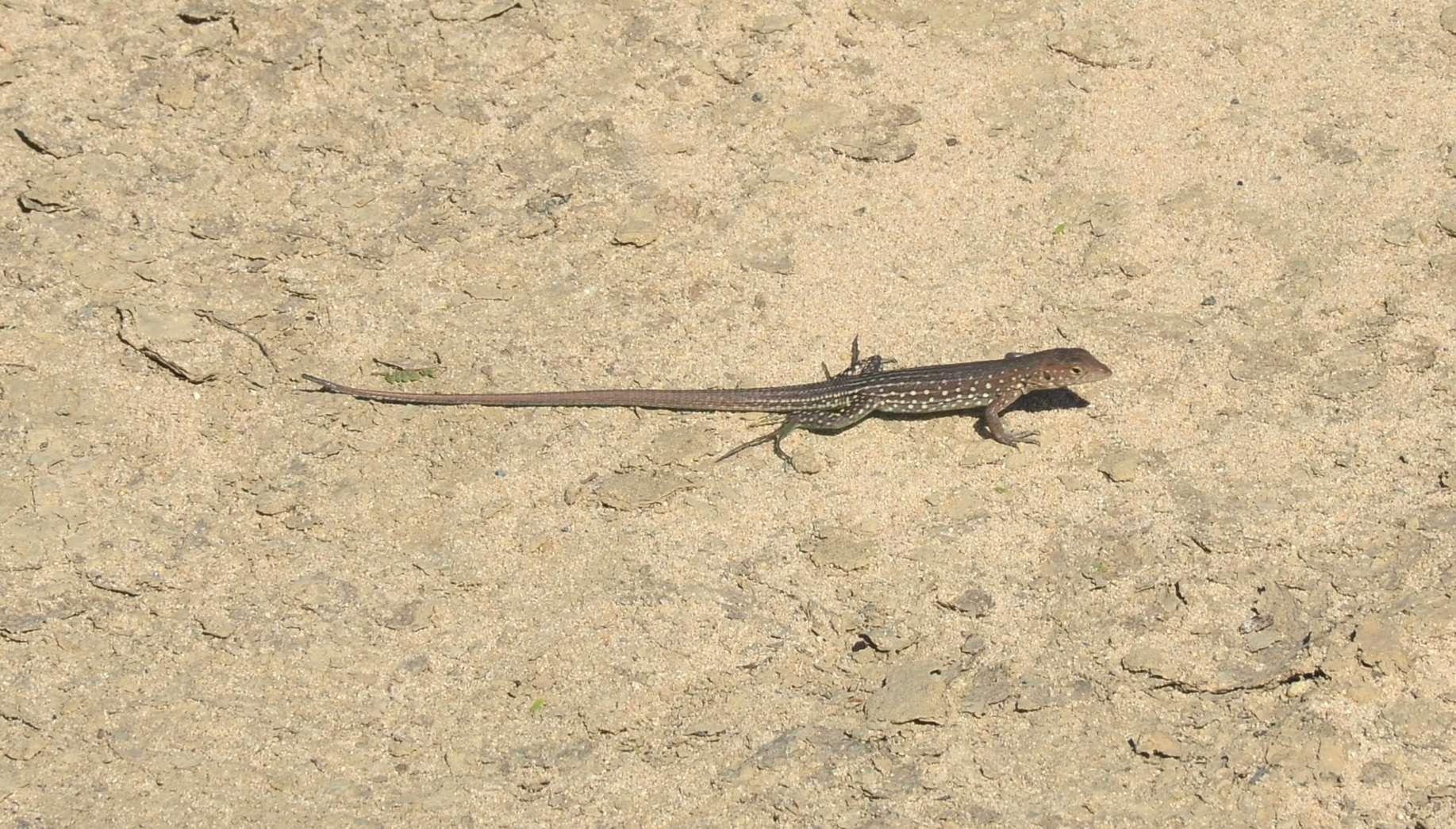 Lizard at the Sasarawichi Dunes