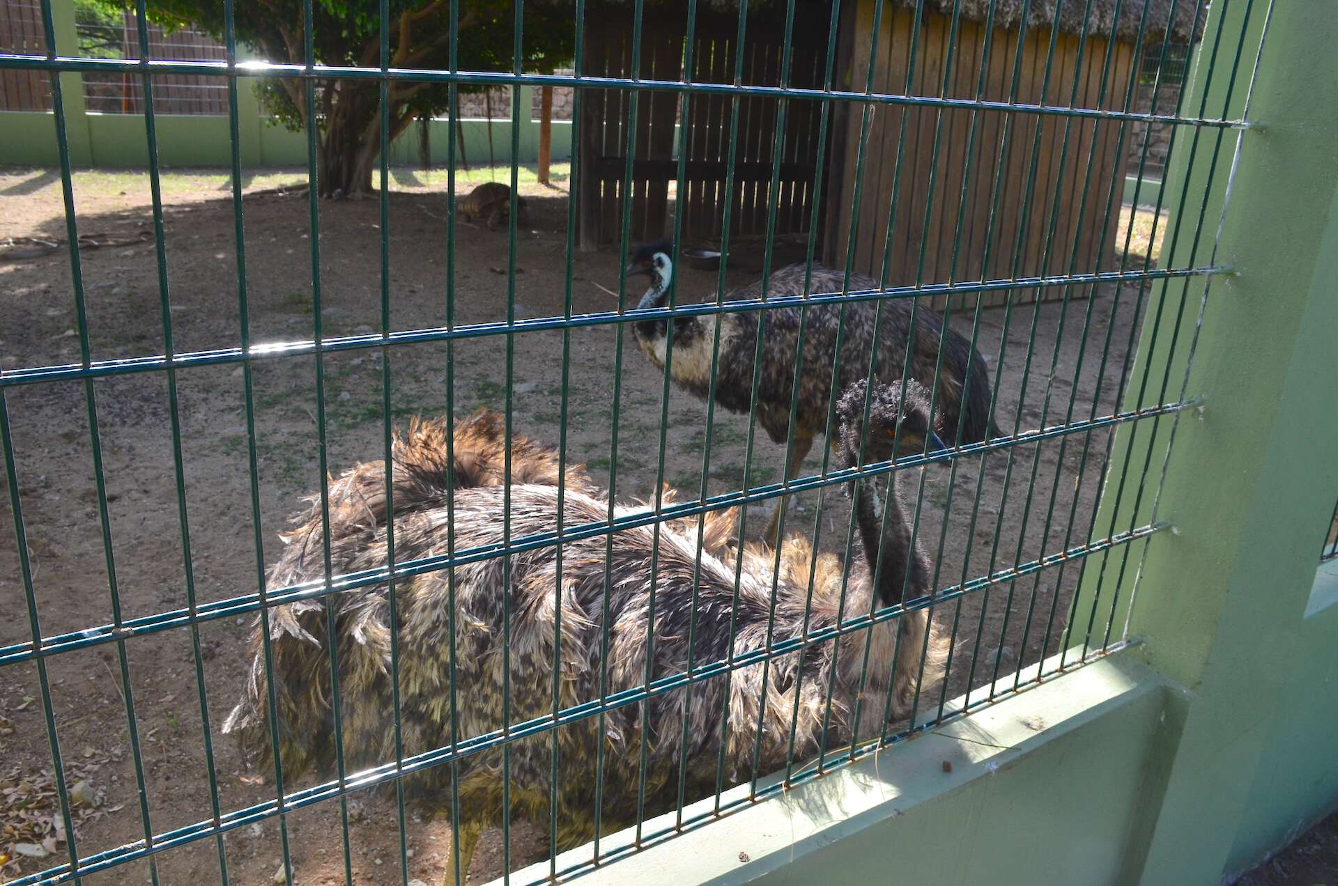 Emus at Philip's Animal Garden