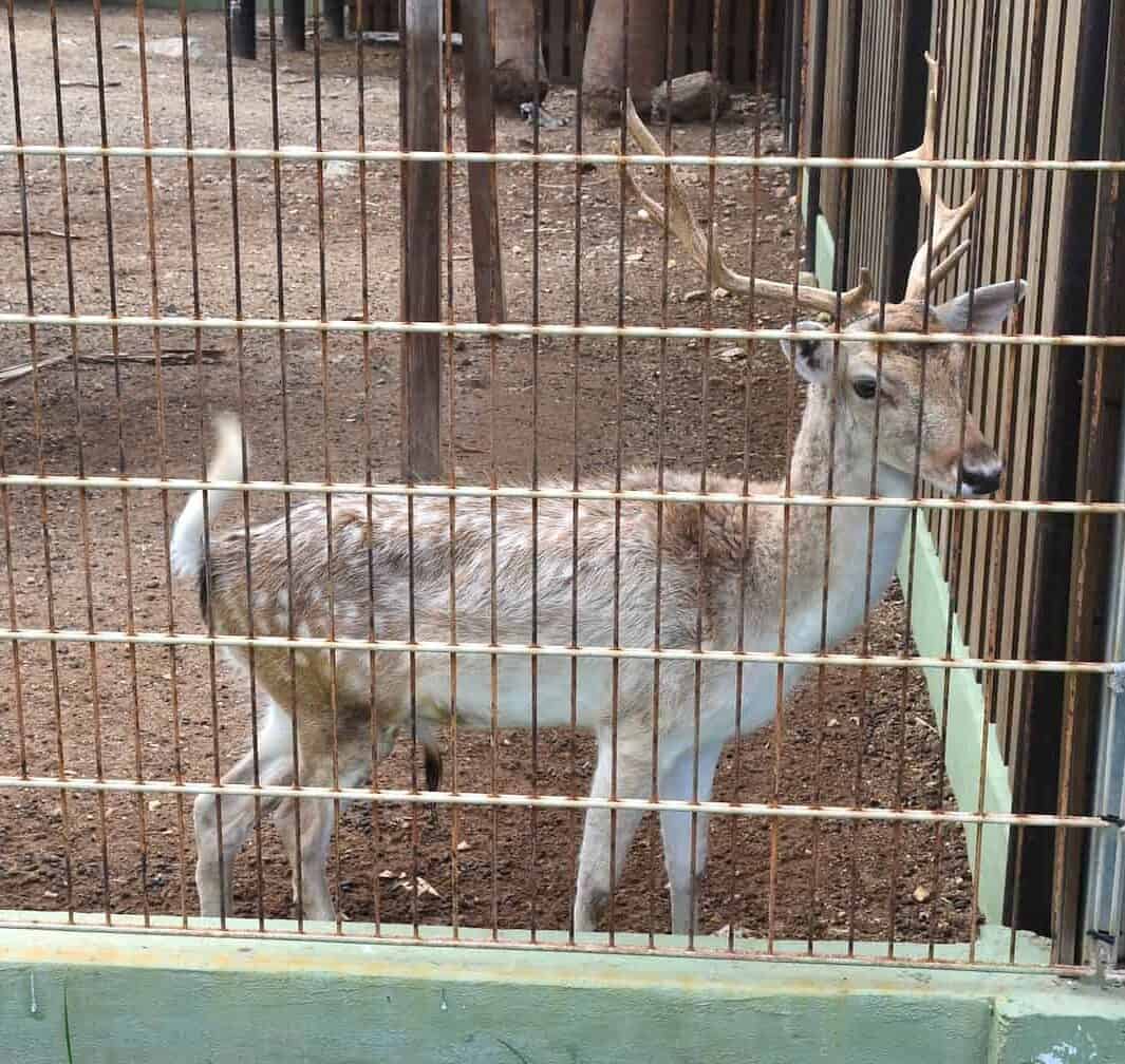 Deer at Philip's Animal Garden