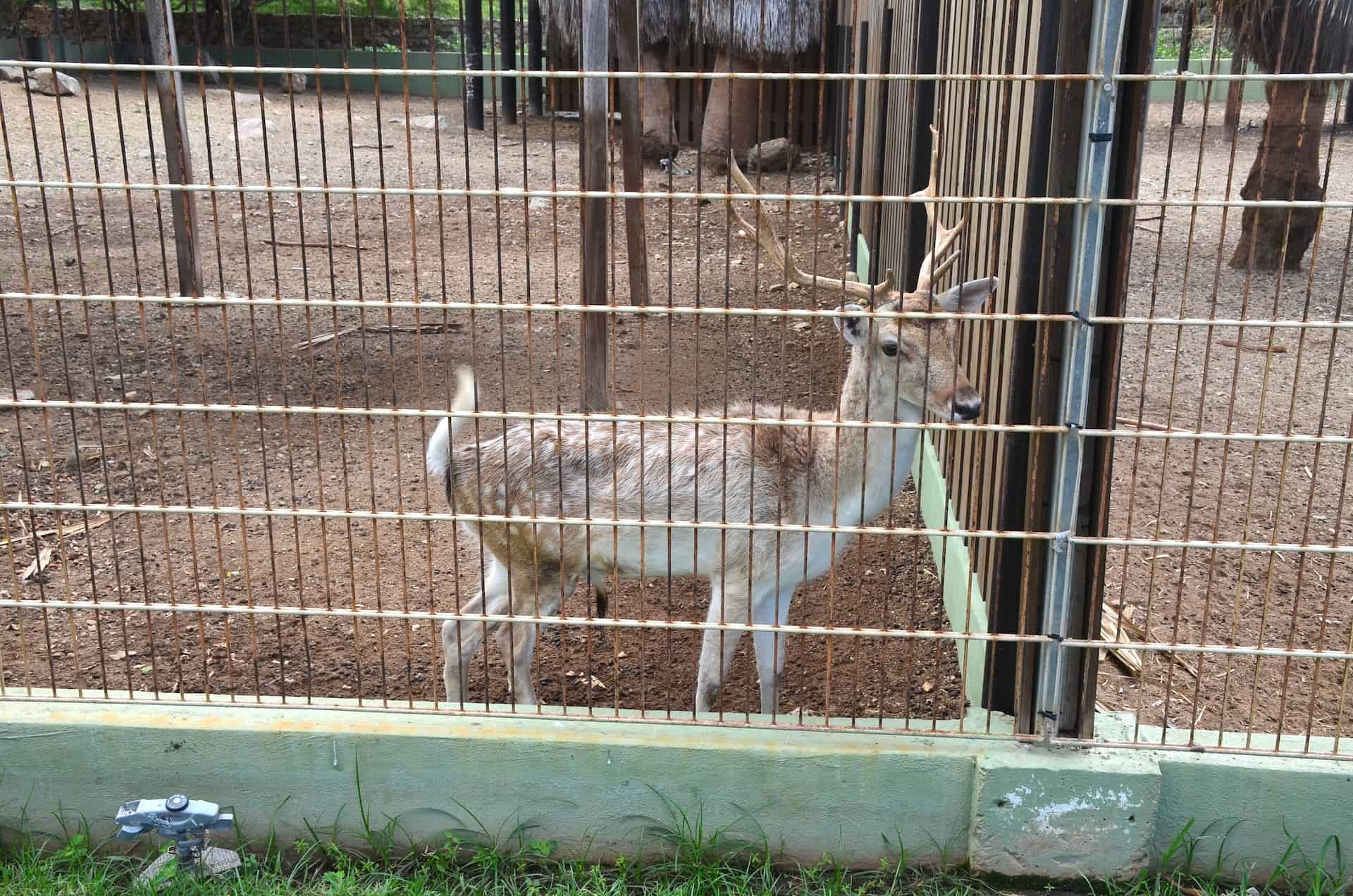 Deer at Philip's Animal Garden