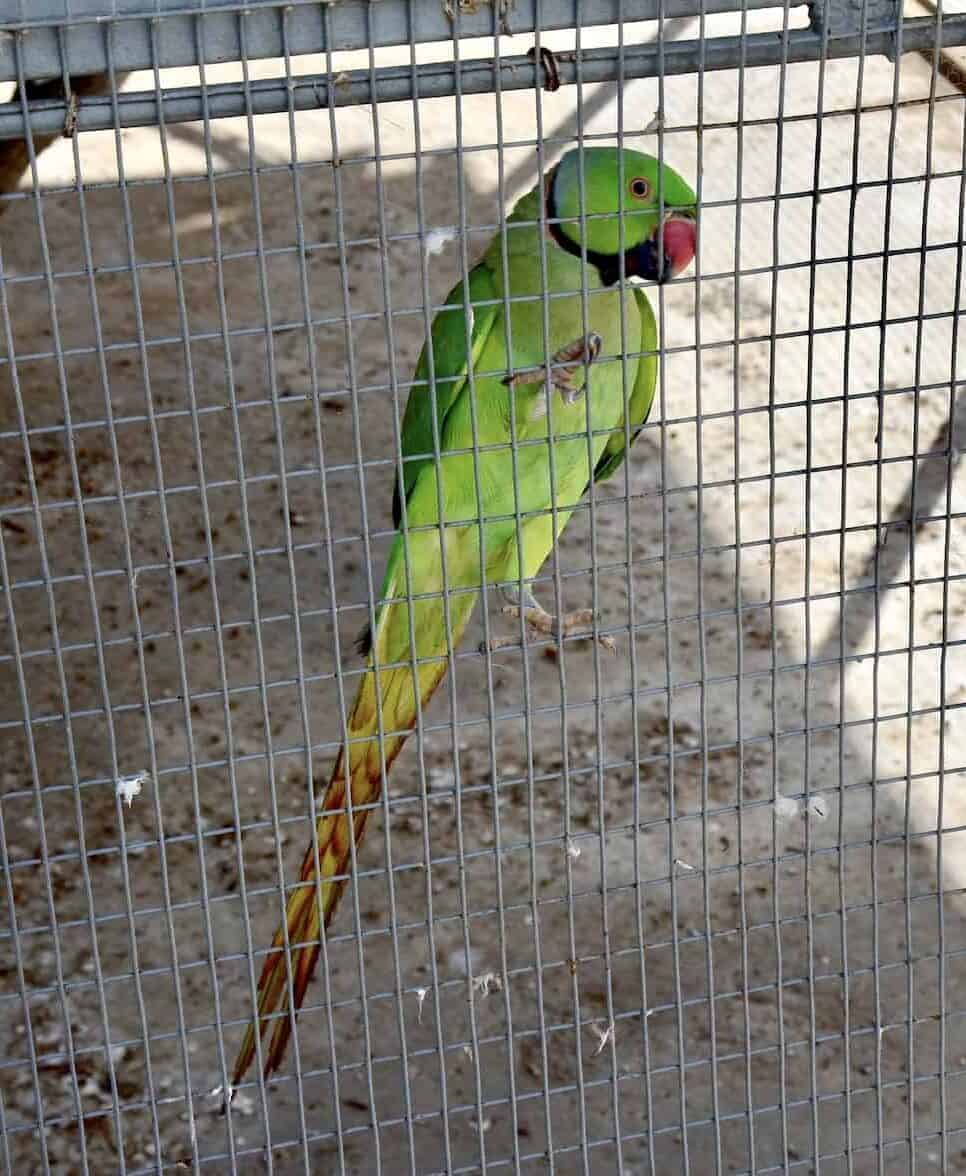 Parrot at Philip's Animal Garden