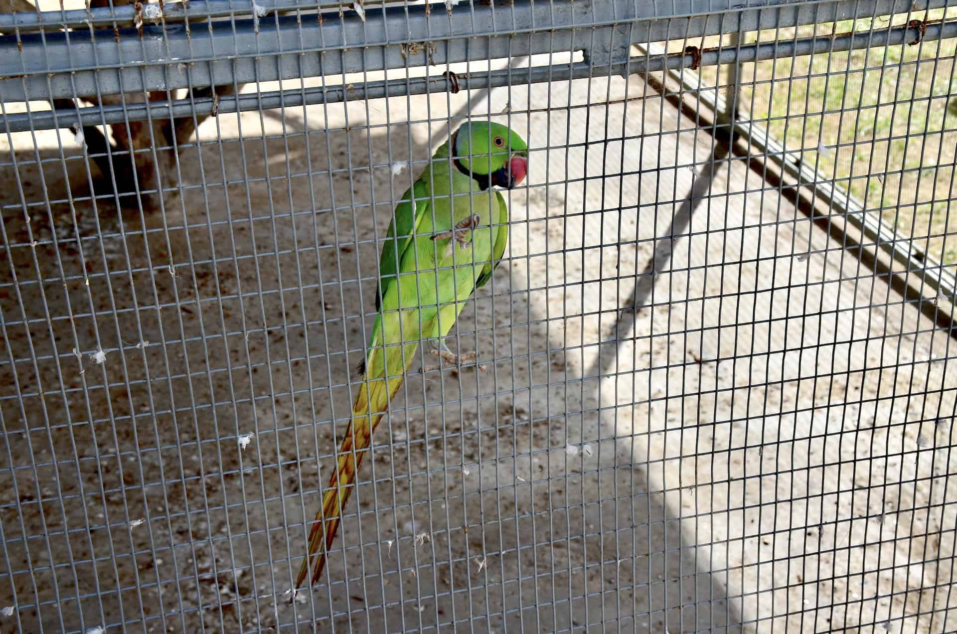 Parrot at Philip's Animal Garden