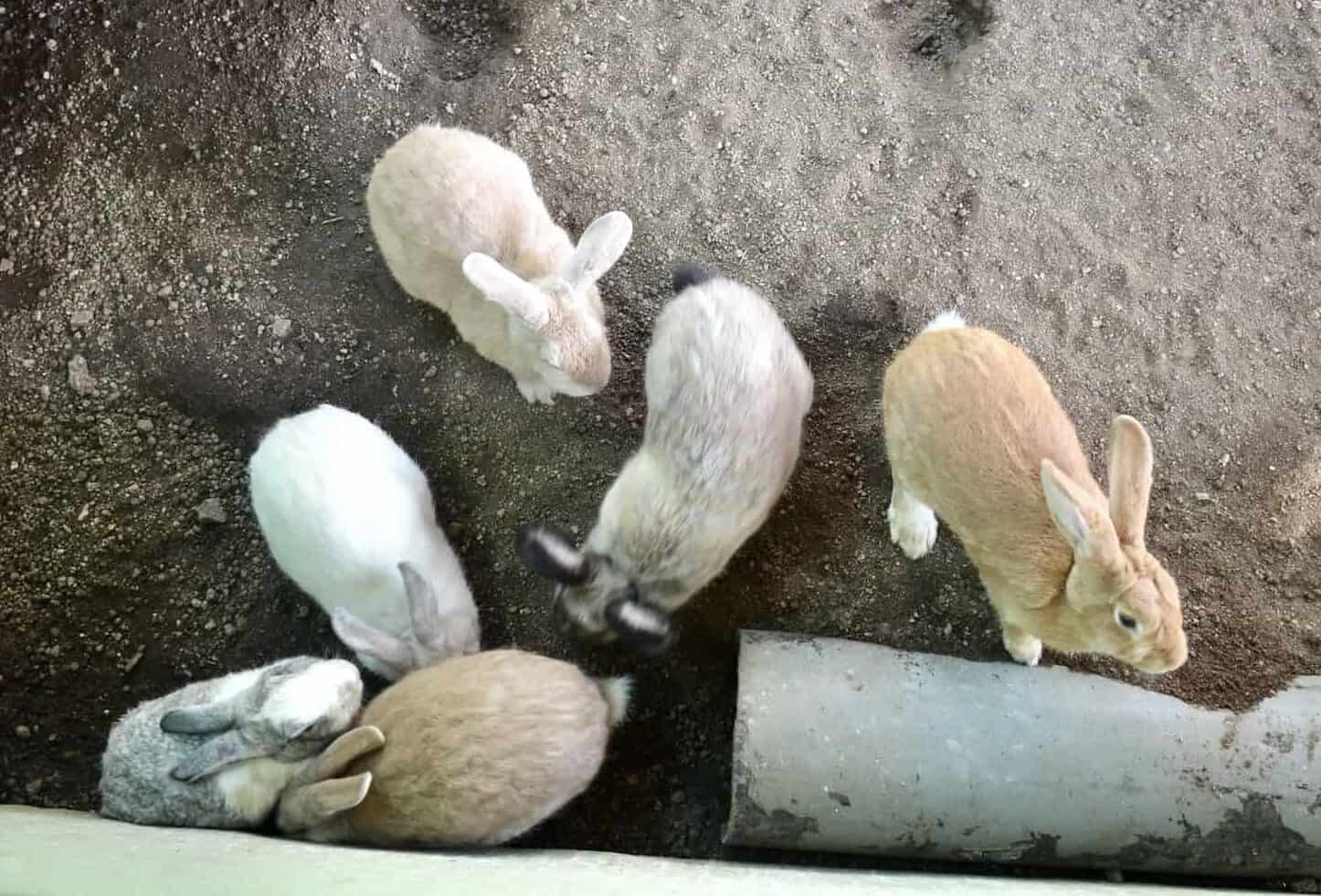 Rabbits at Philip's Animal Garden