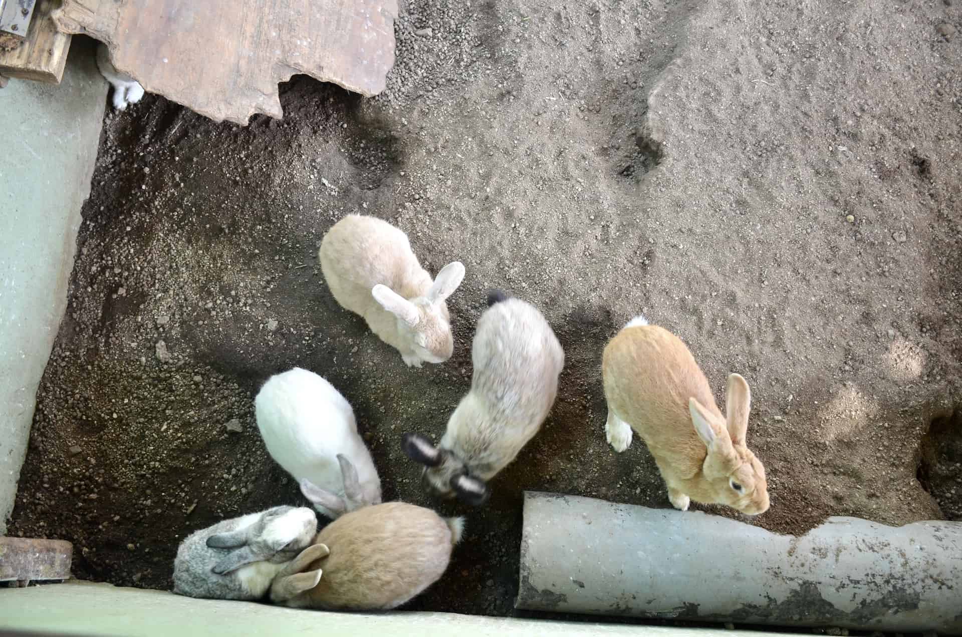 Rabbits at Philip's Animal Garden