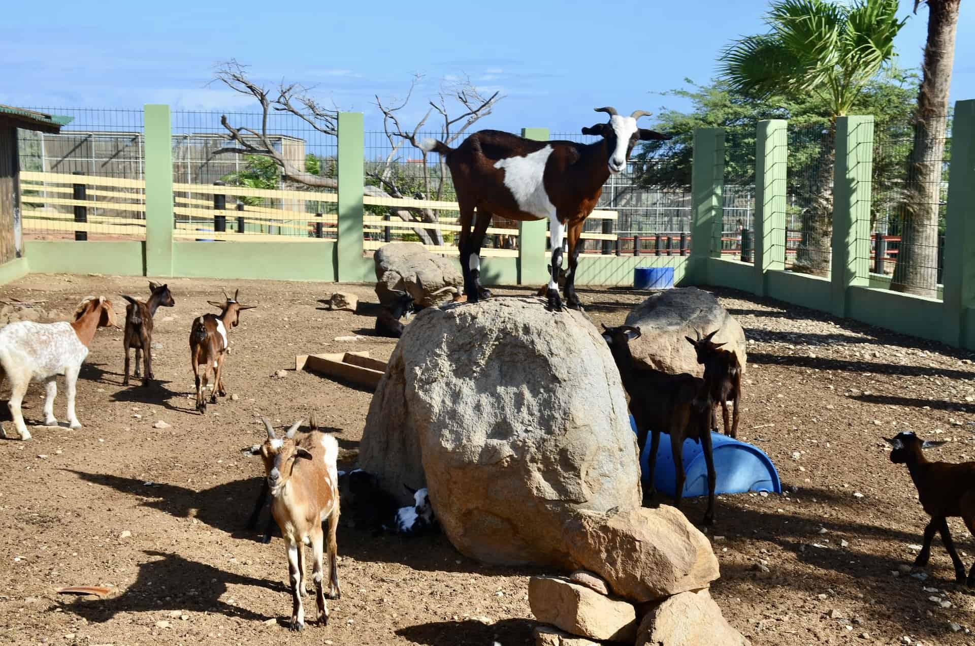 Goats at Philip's Animal Garden in Noord, Aruba