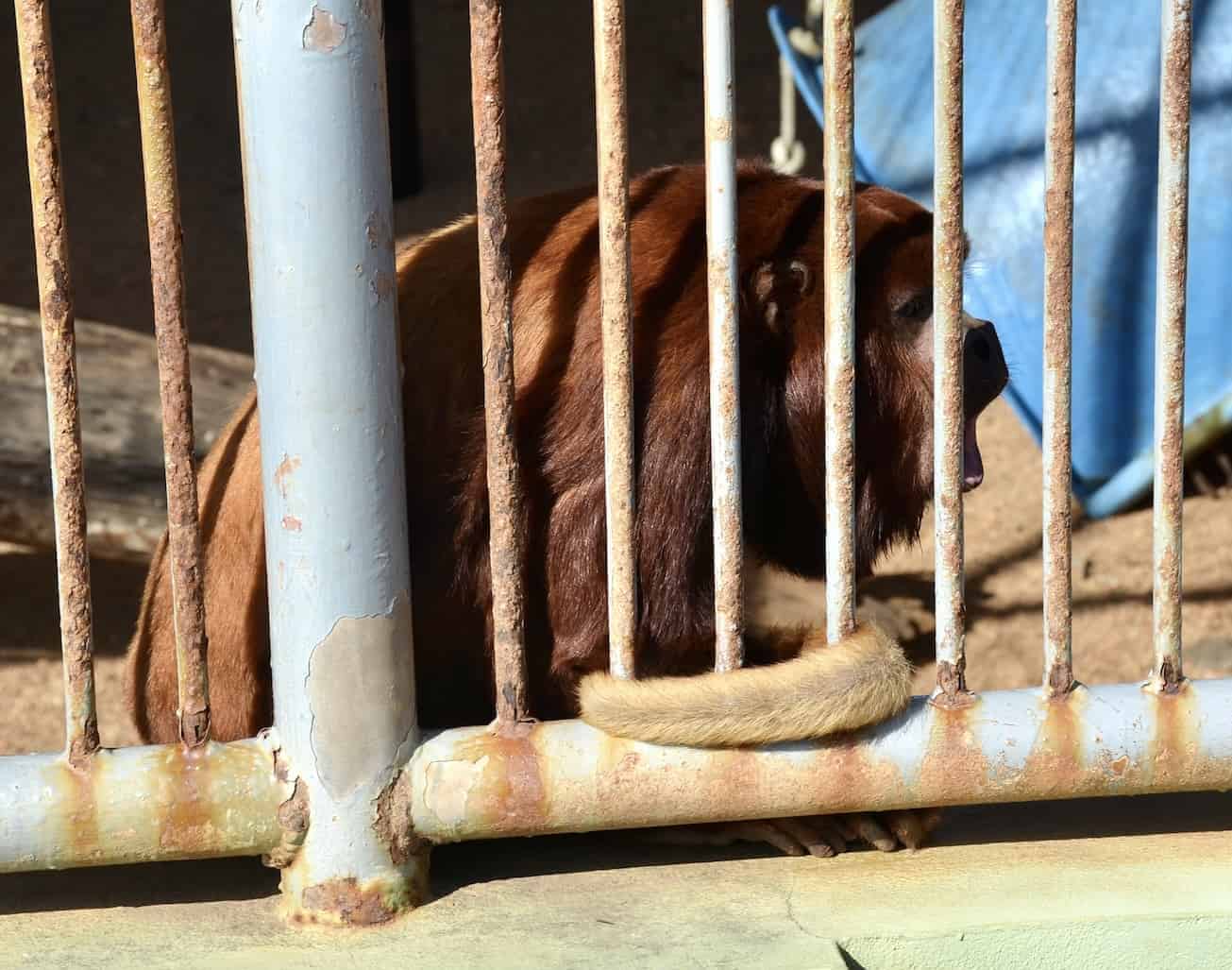 Howler monkey at Philip's Animal Garden in Noord, Aruba