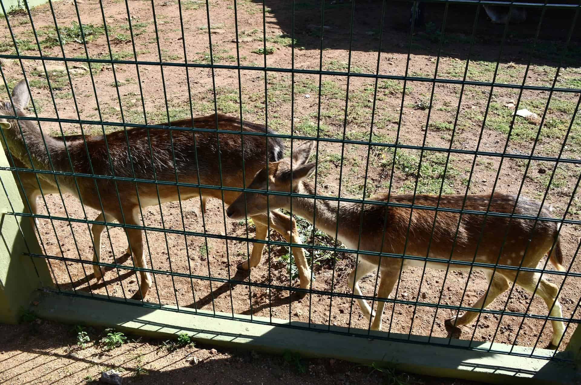 Deer at Philip's Animal Garden