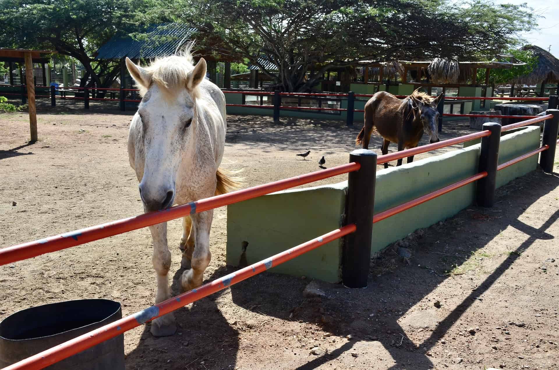 Horses at Philip's Animal Garden in Noord, Aruba