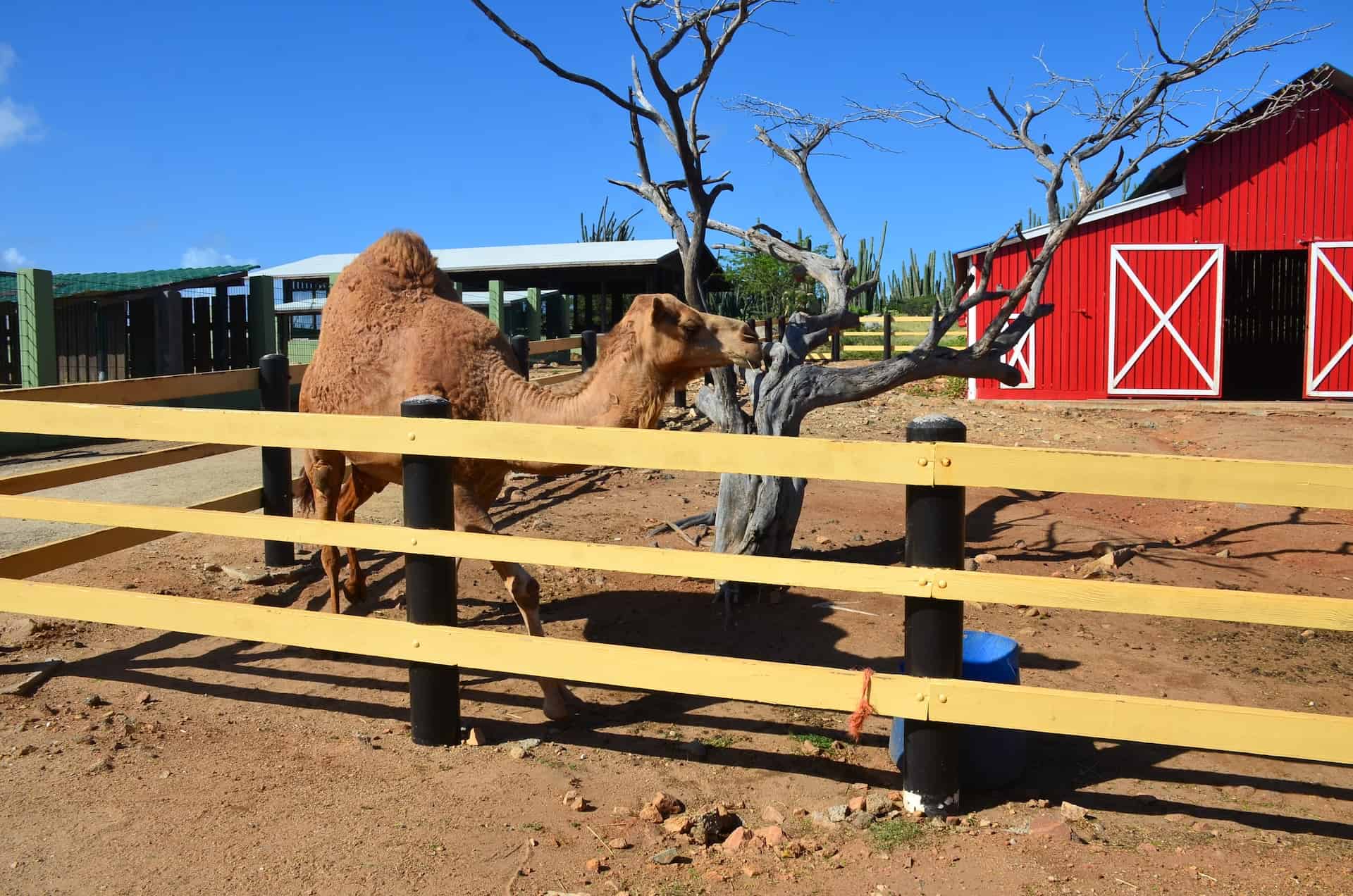Camel at Philip's Animal Garden in Noord, Aruba