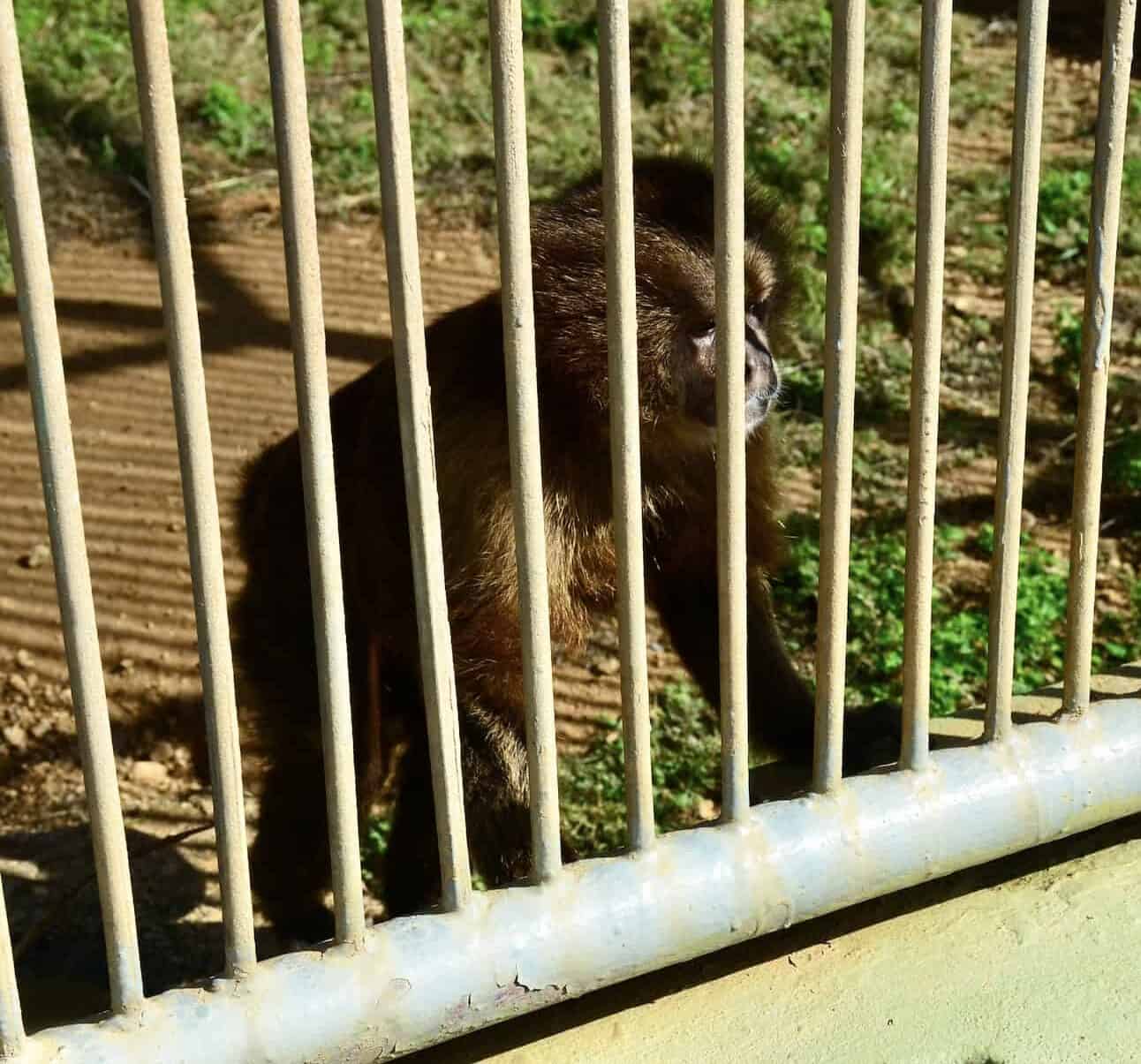 Monkey at Philip's Animal Garden