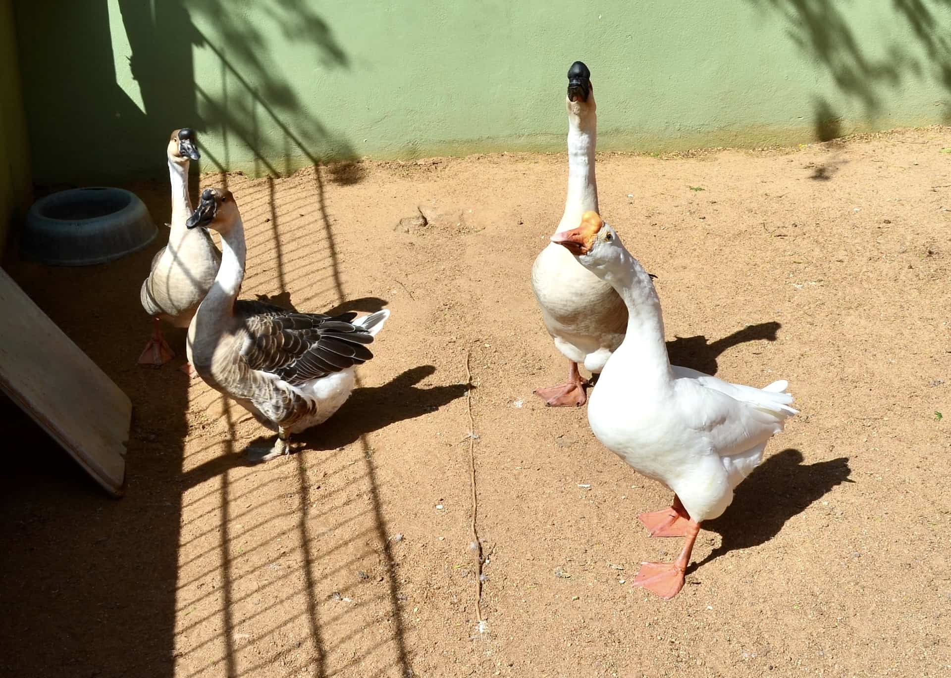 Geese at Philip's Animal Garden