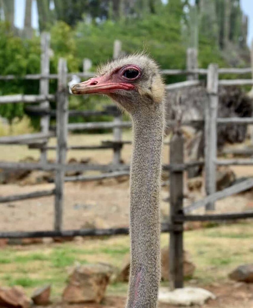 Ostrich at the Aruba Ostrich Farm in Paradera, Aruba