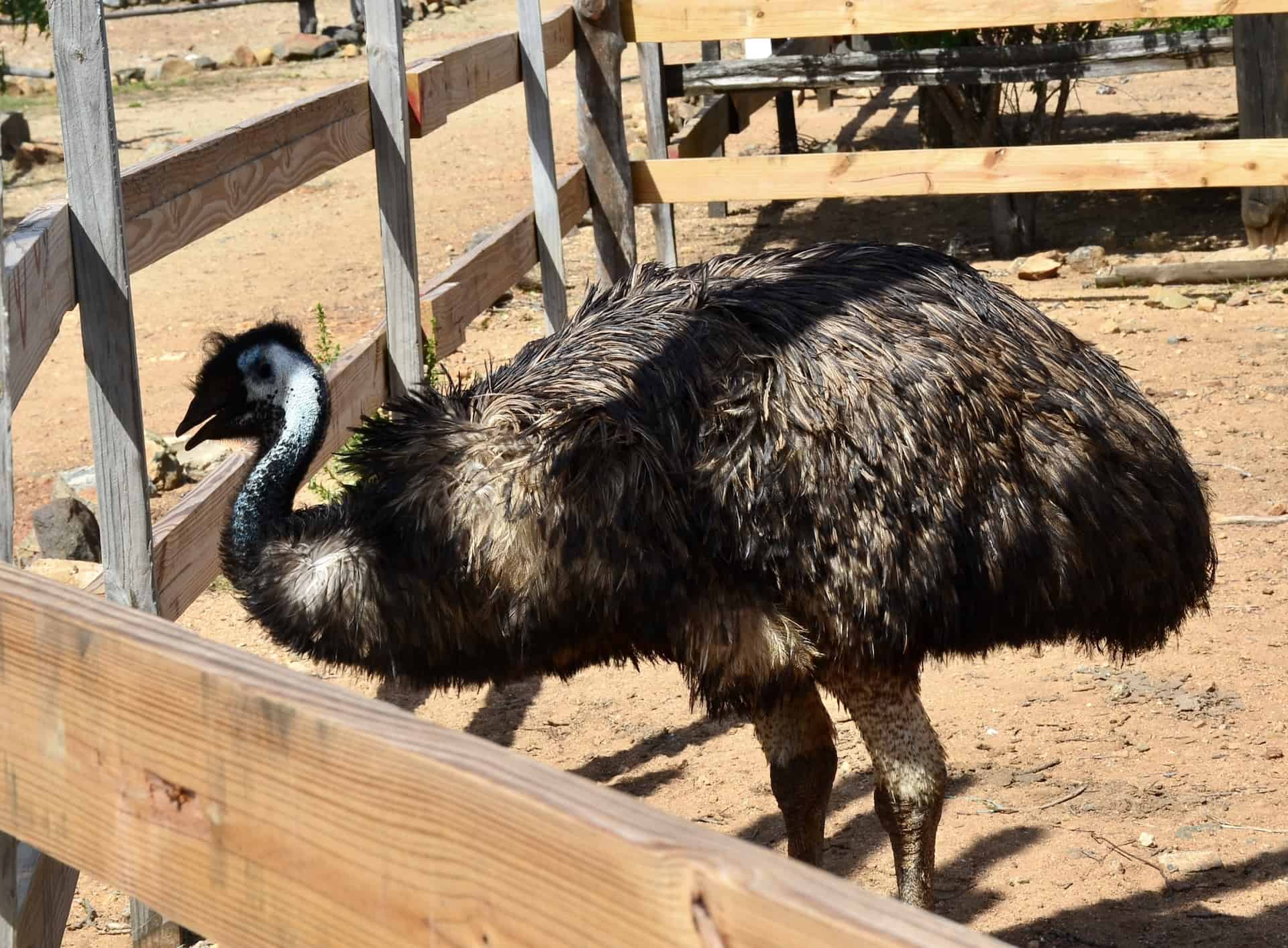 Emu at the Aruba Ostrich Farm in Paradera, Aruba