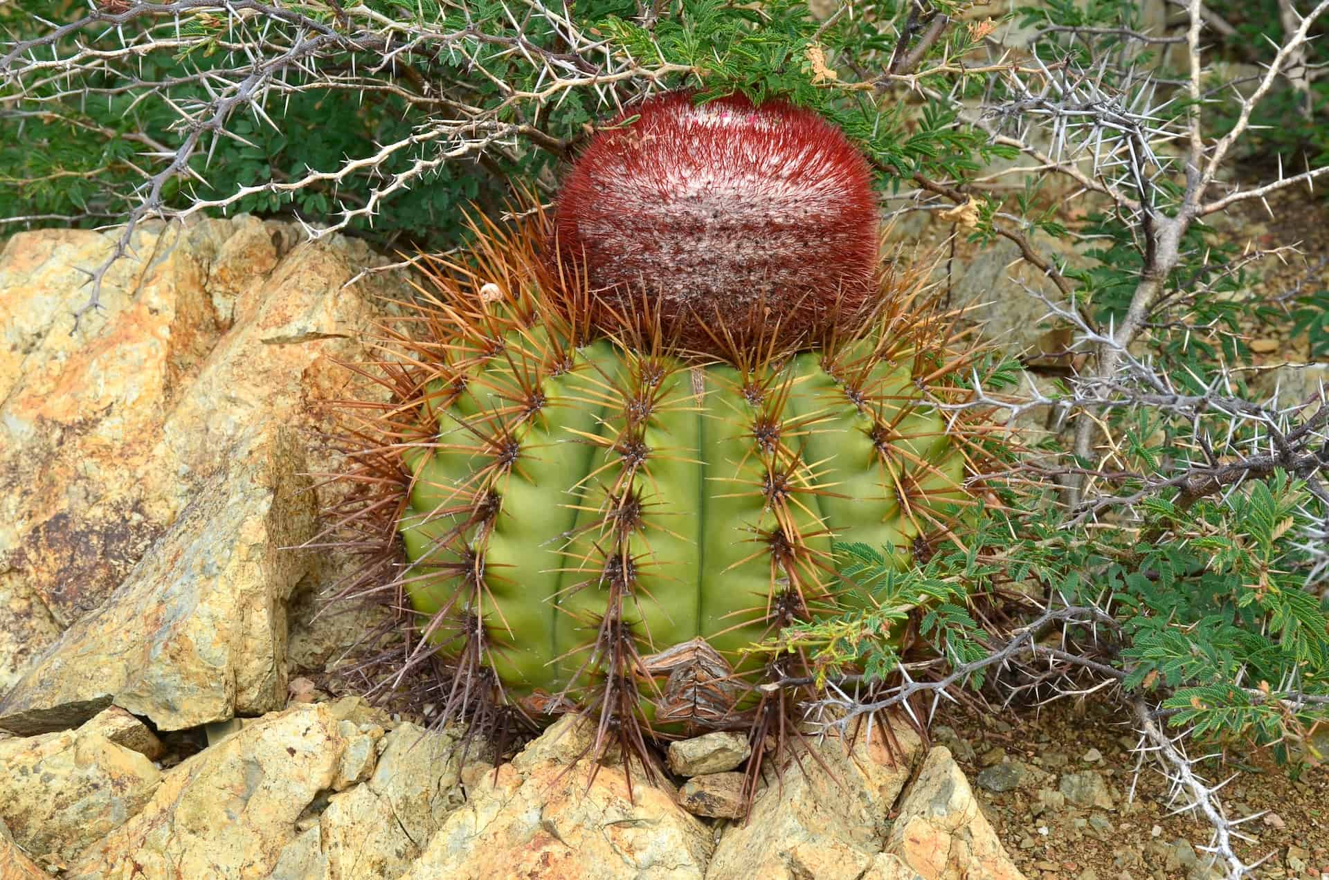 Turk's cap cactus (melocactus) at Arikok National Park in Aruba