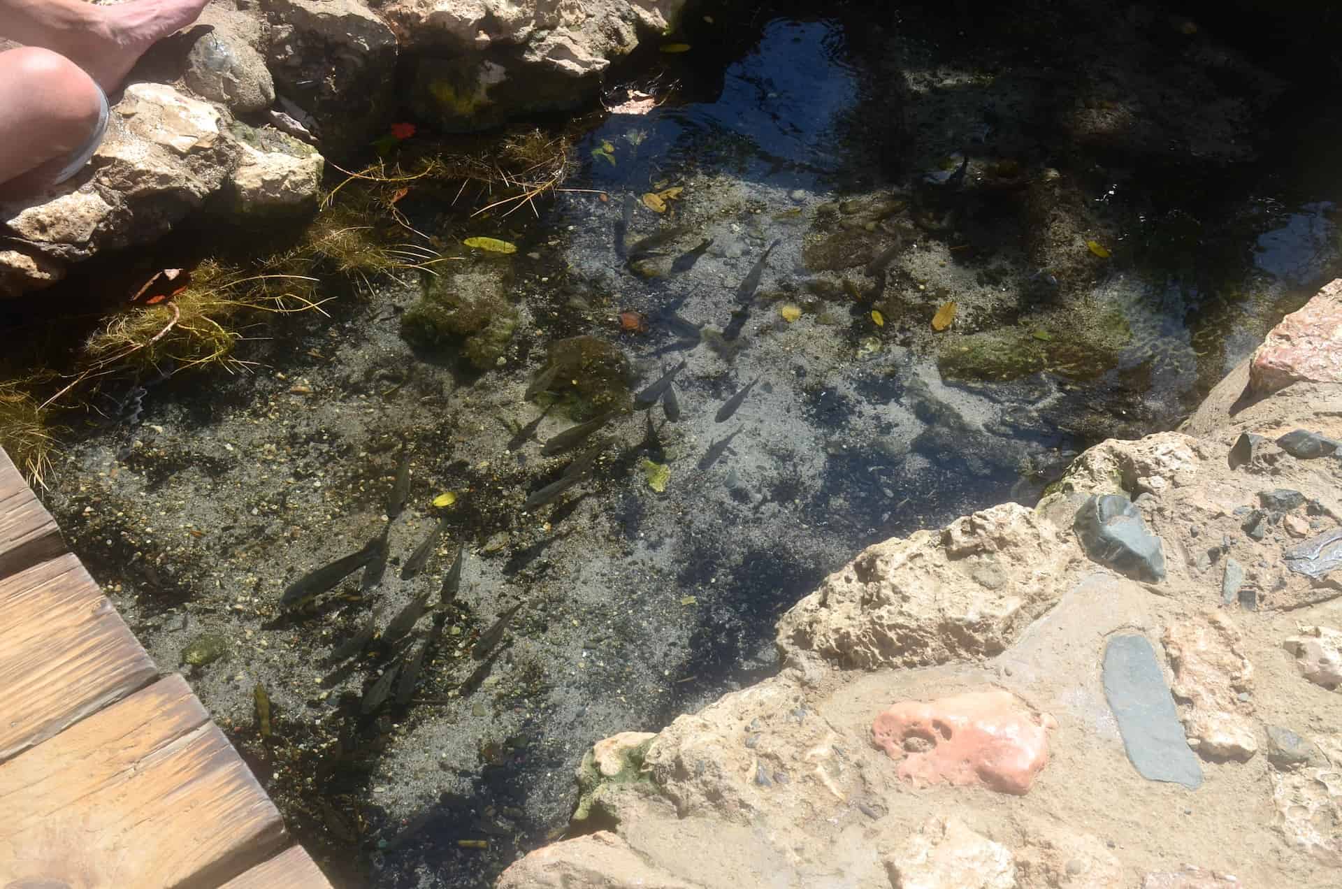 Pedicure fish at the pond at Fontein Cave