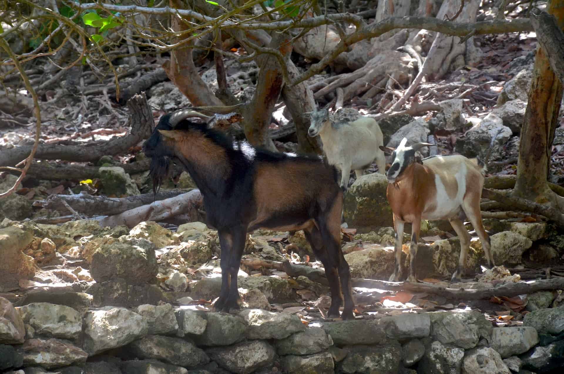 Goats at the pond at Fontein Cave