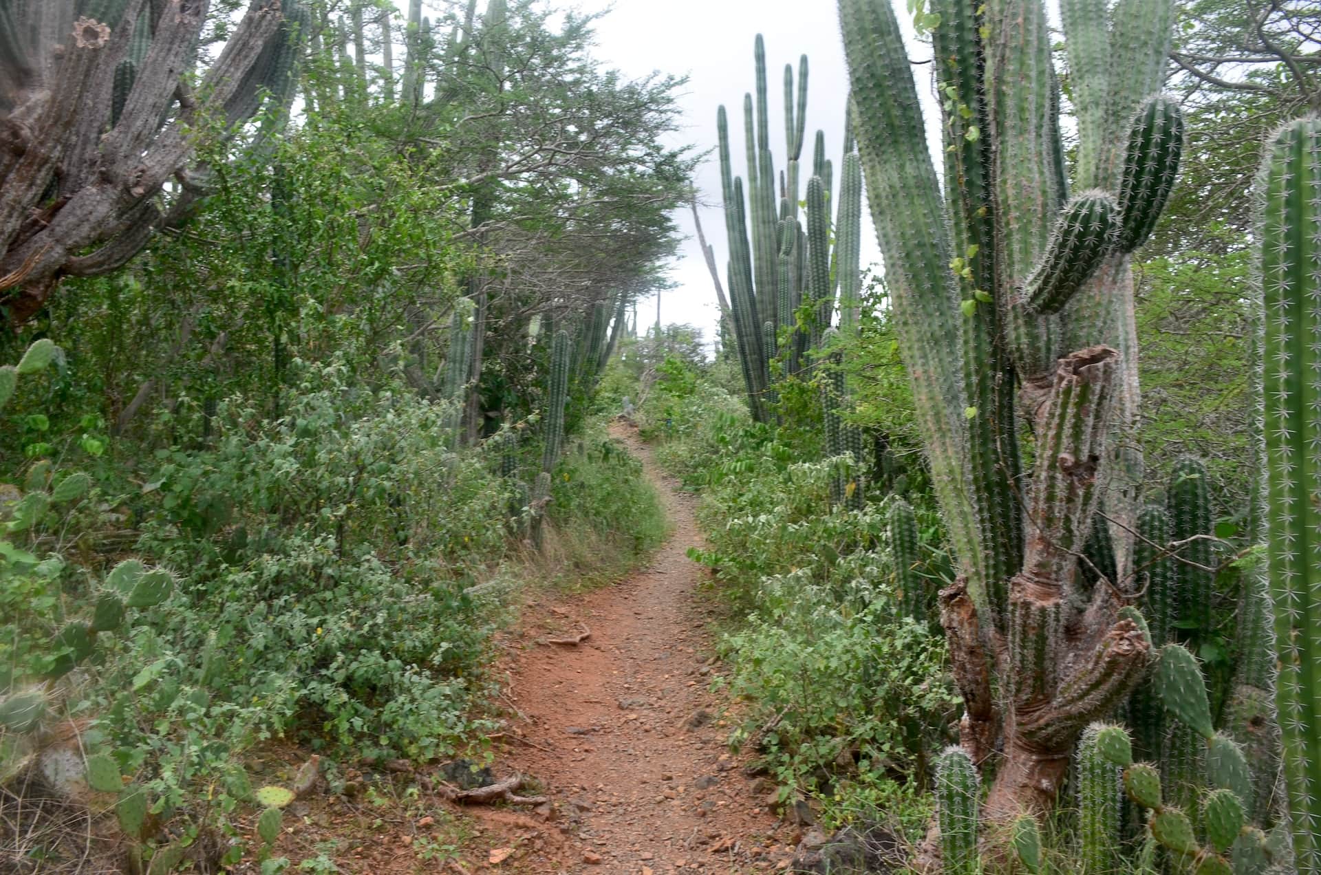 Miralamar trail