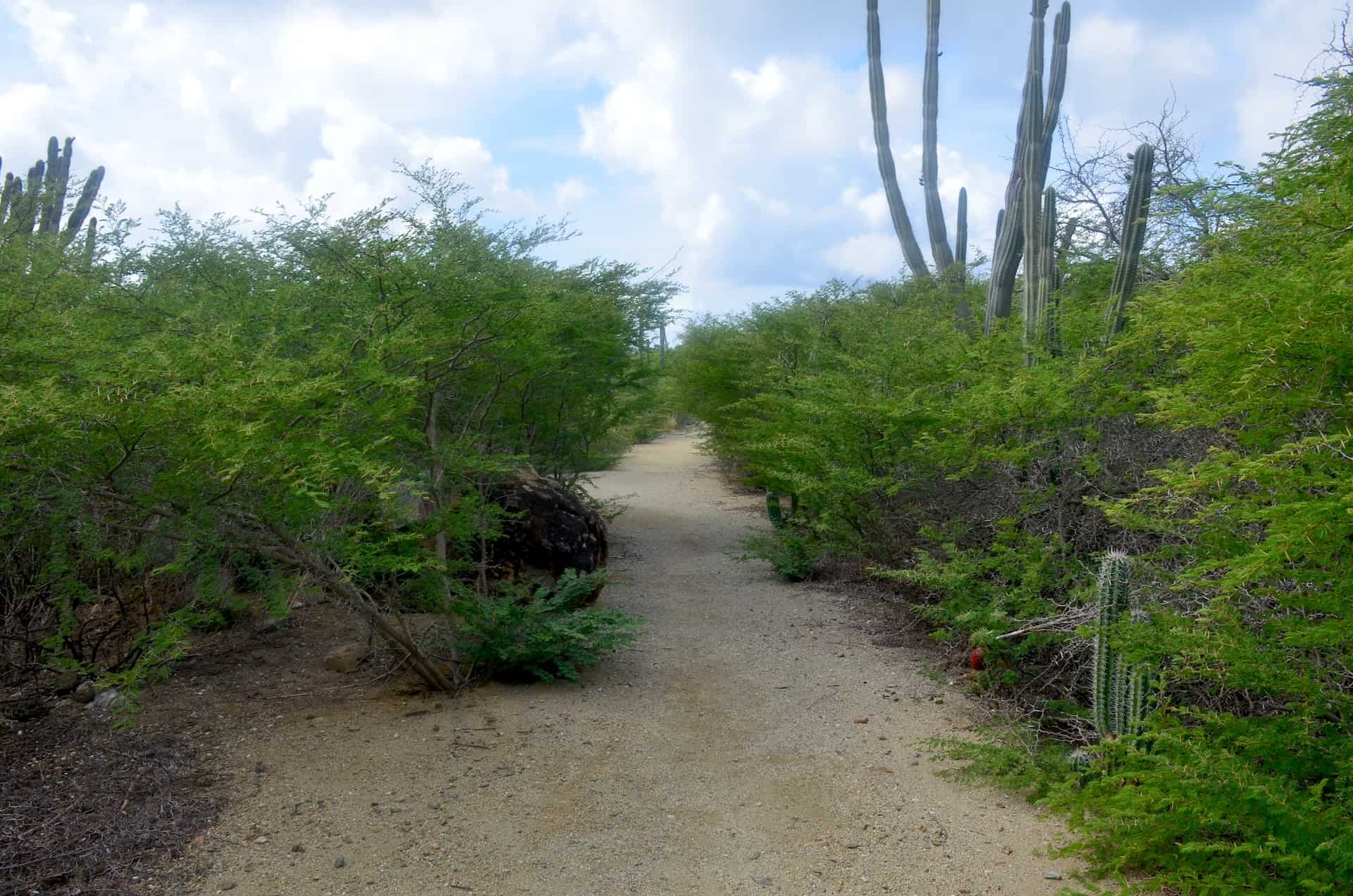 Trail at the Spanish Lagoon in Santa Cruz, Aruba