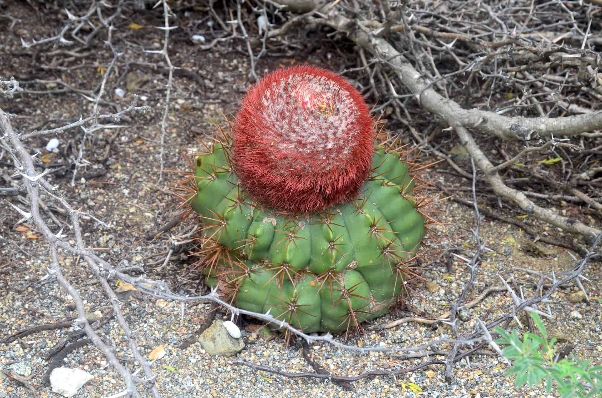Turk's cap cactus at the Spanish Lagoon in Santa Cruz, Aruba