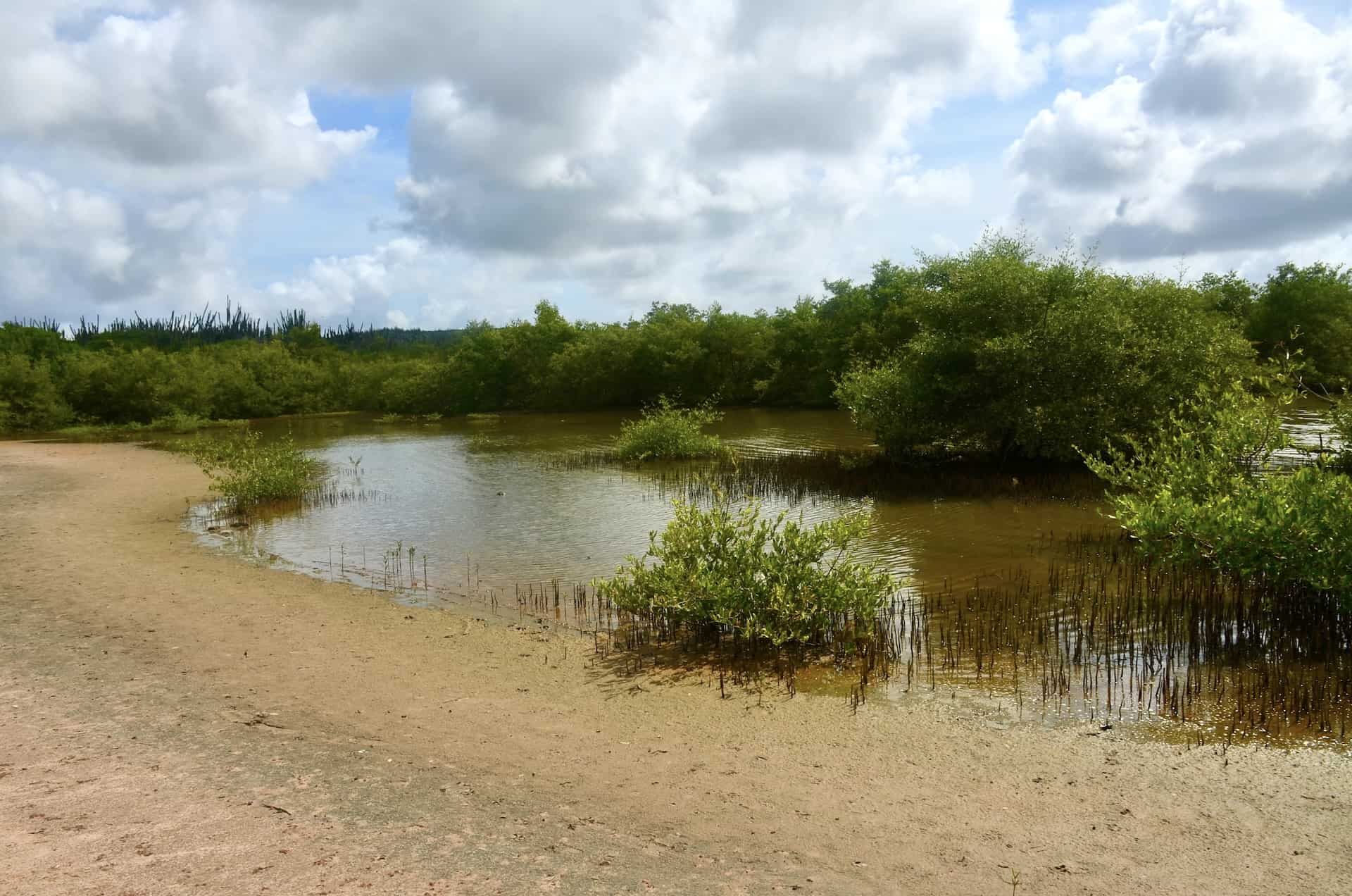 Mudflats at the Spanish Lagoon in Santa Cruz, Aruba