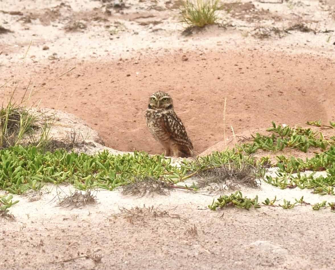 Shoco (Aruban burrowing owl) at the Spanish Lagoon in Santa Cruz, Aruba