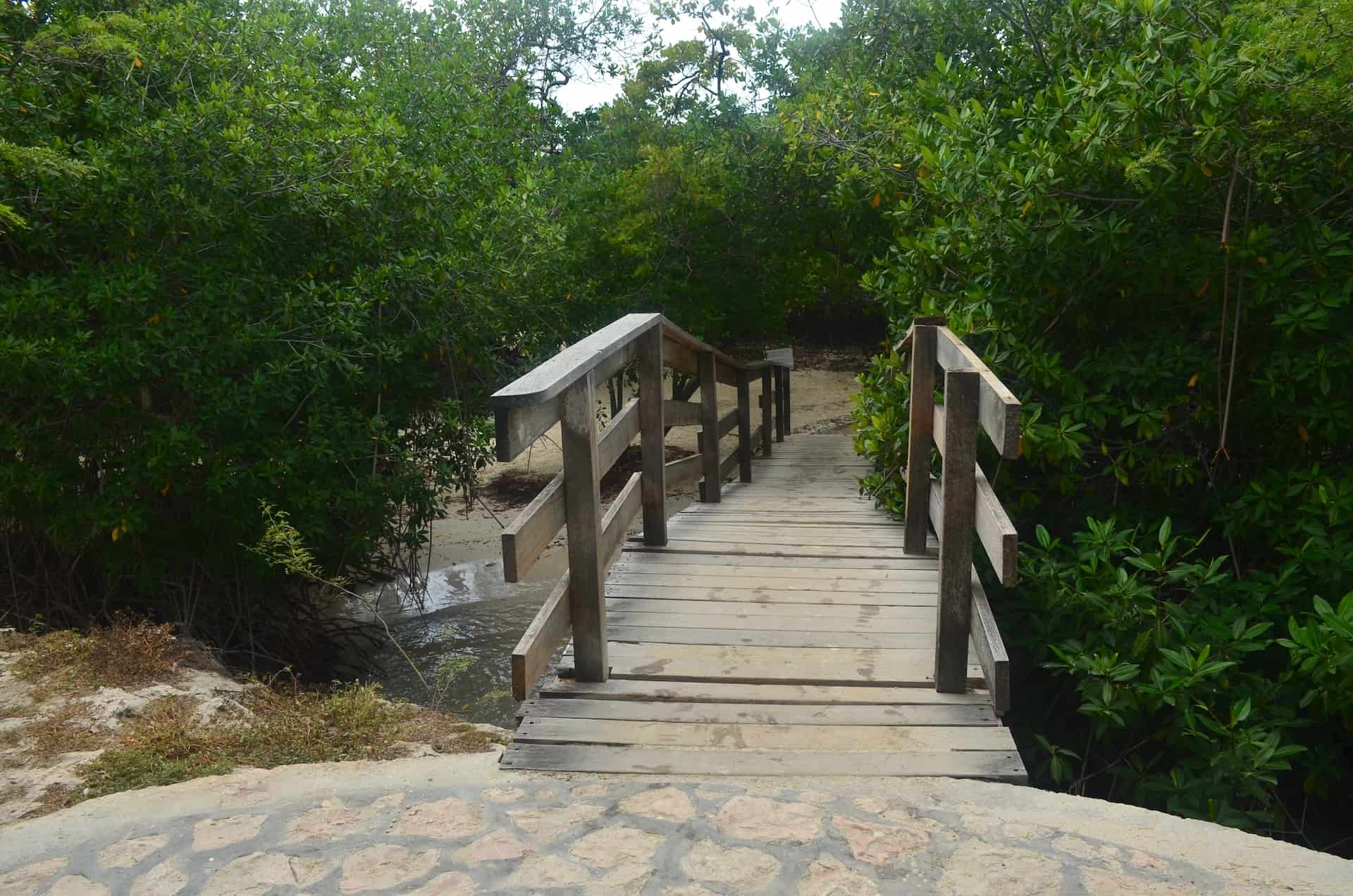 Path through the mangroves at Mangel Halto