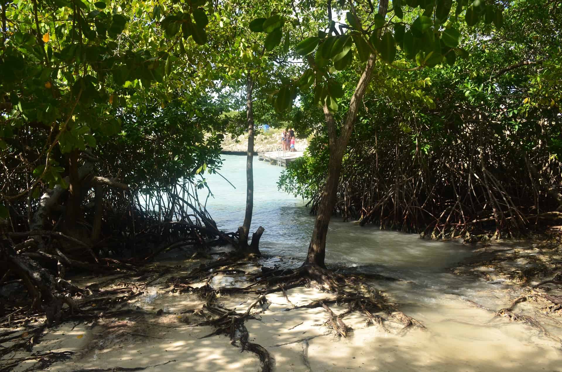 Mangroves at Mangel Halto