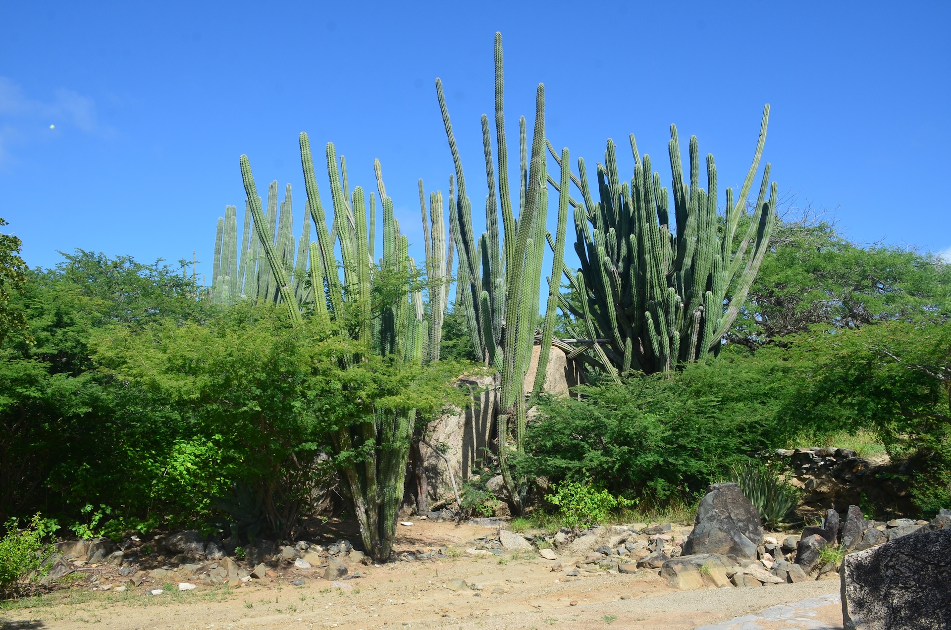Cacti at the Ayo Rock Formations