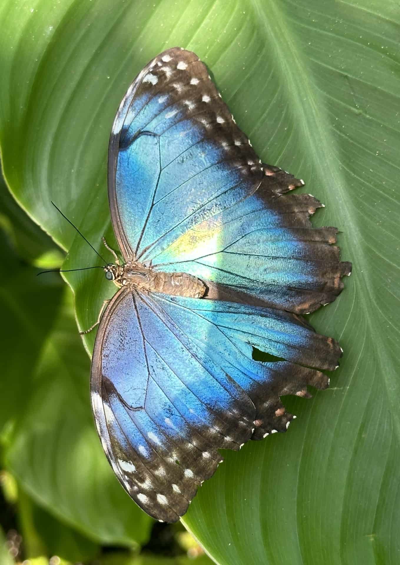 Blue butterfly at the Butterfly Farm in Noord, Aruba