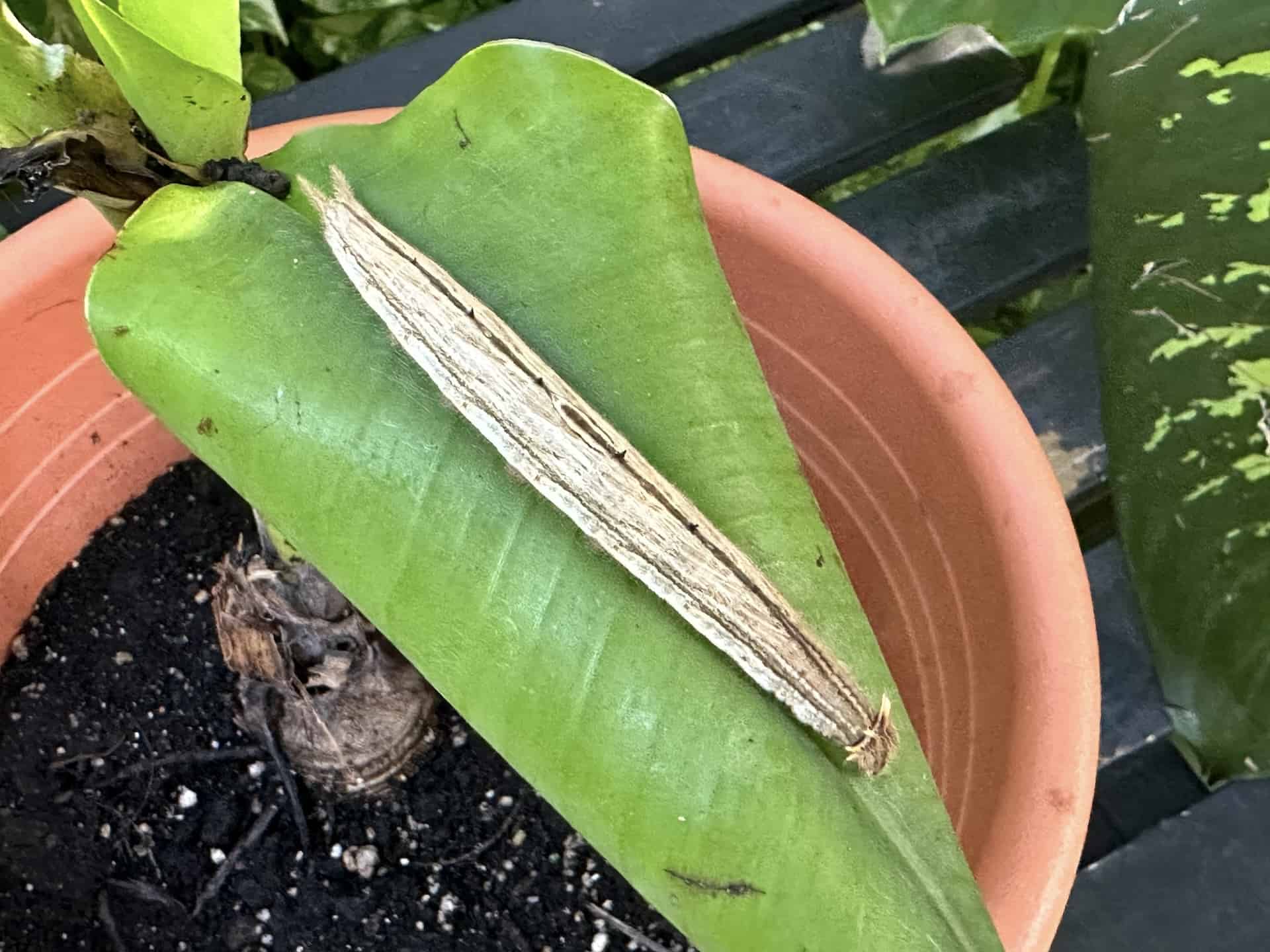 The largest caterpillar at the Butterfly Farm