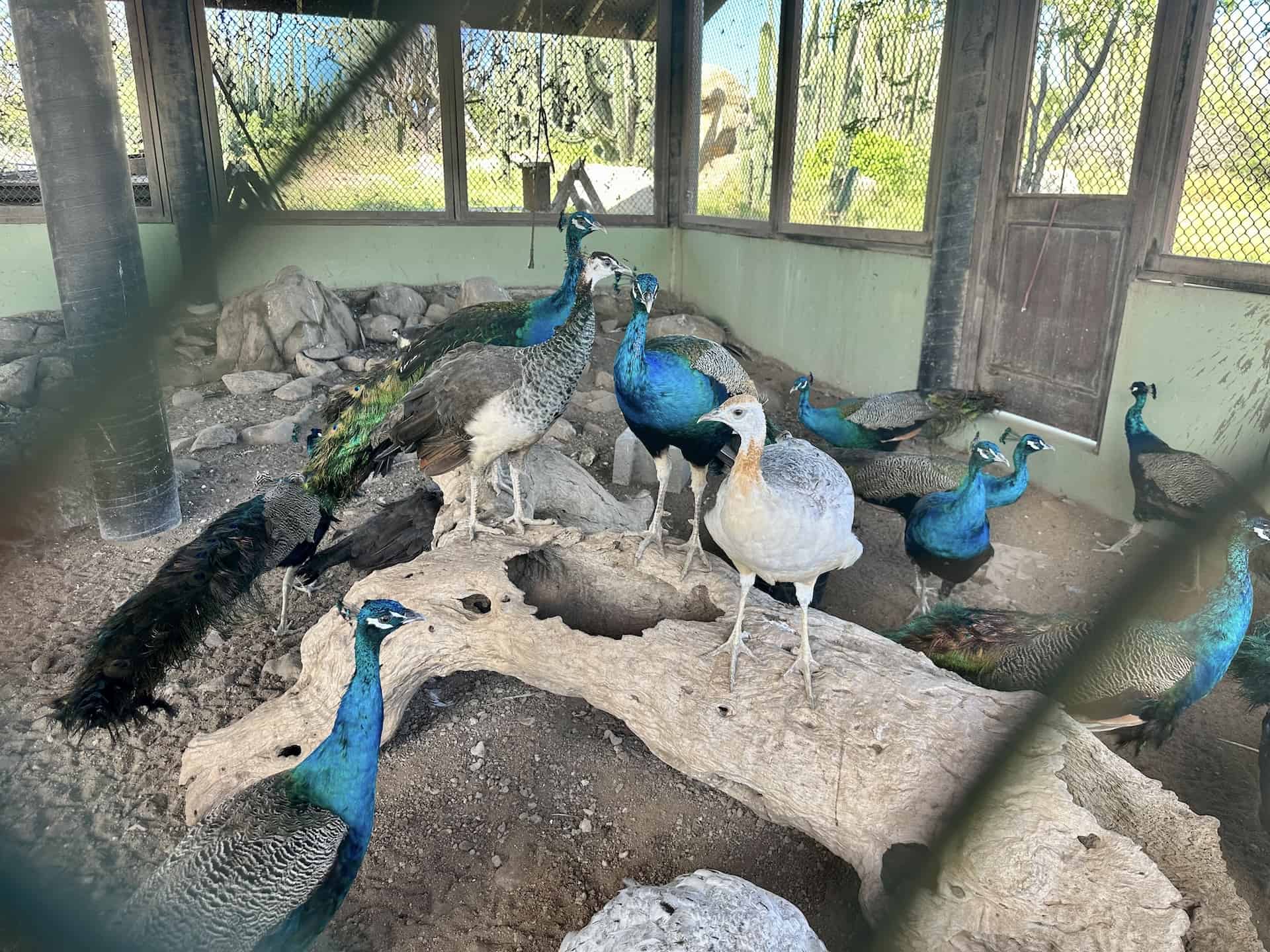 Peacocks at Philip's Animal Garden