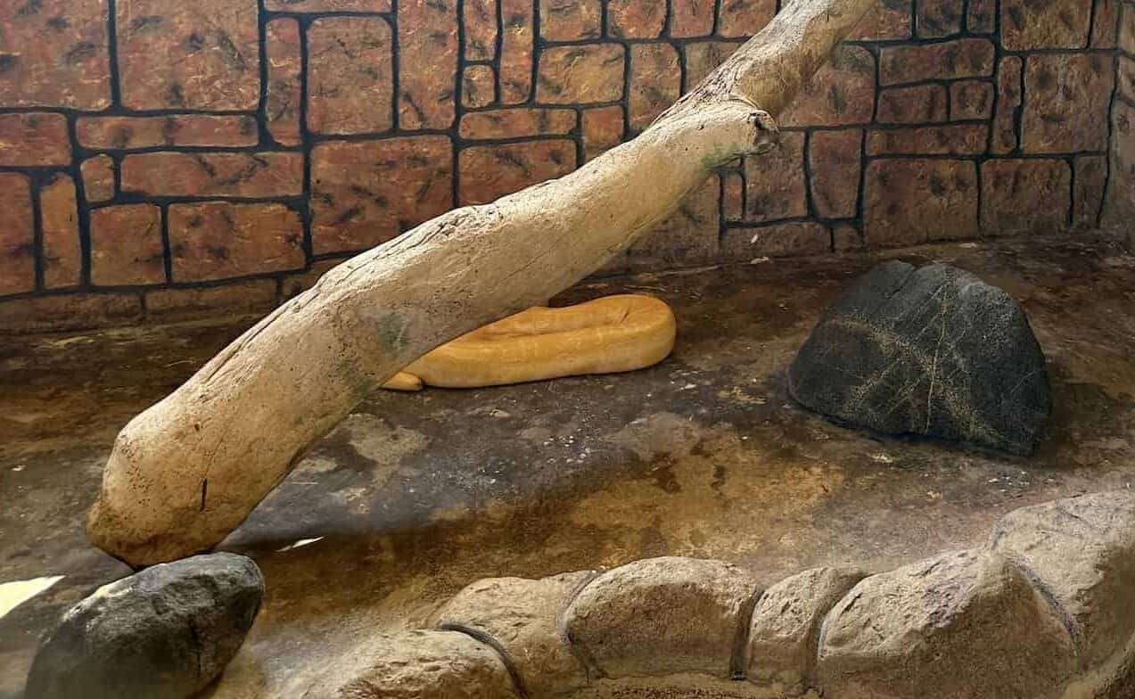 Burmese python at Philip's Animal Garden