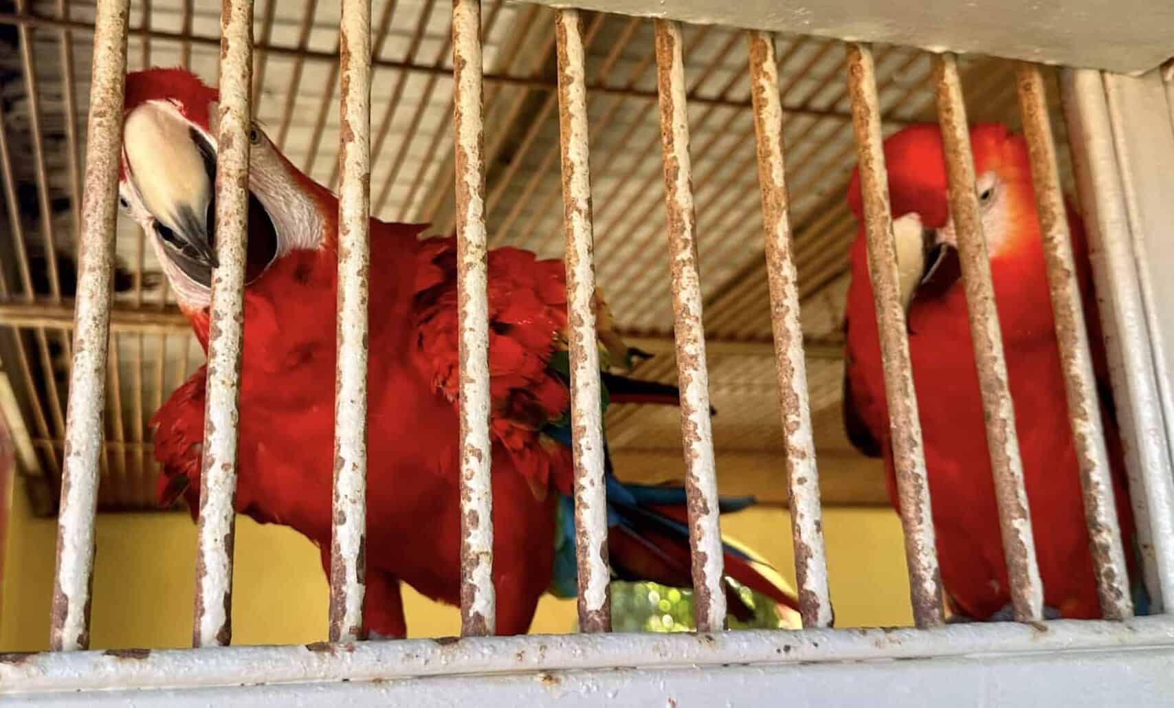 Parrots at Philip's Animal Garden