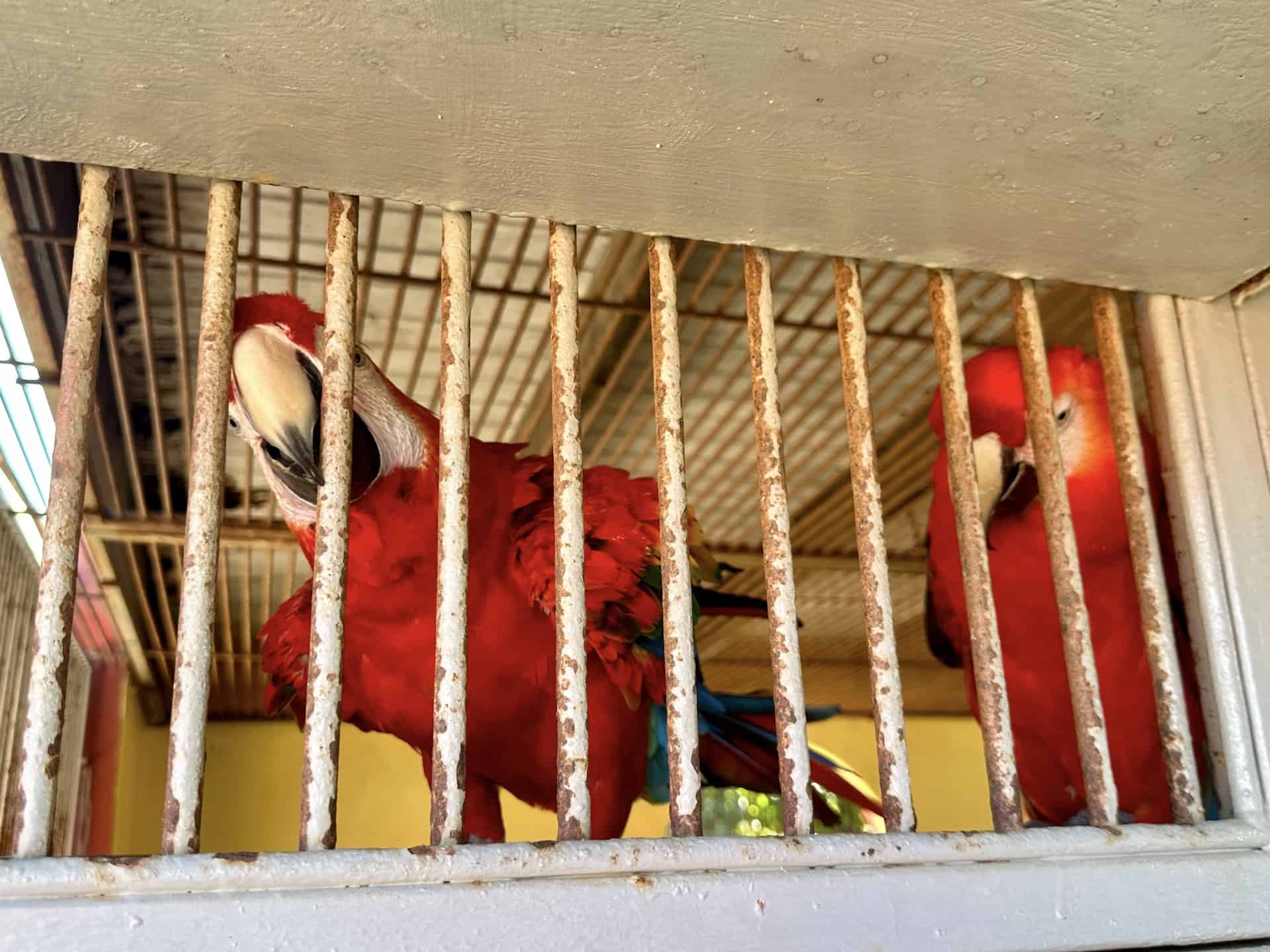 Parrots at Philip's Animal Garden