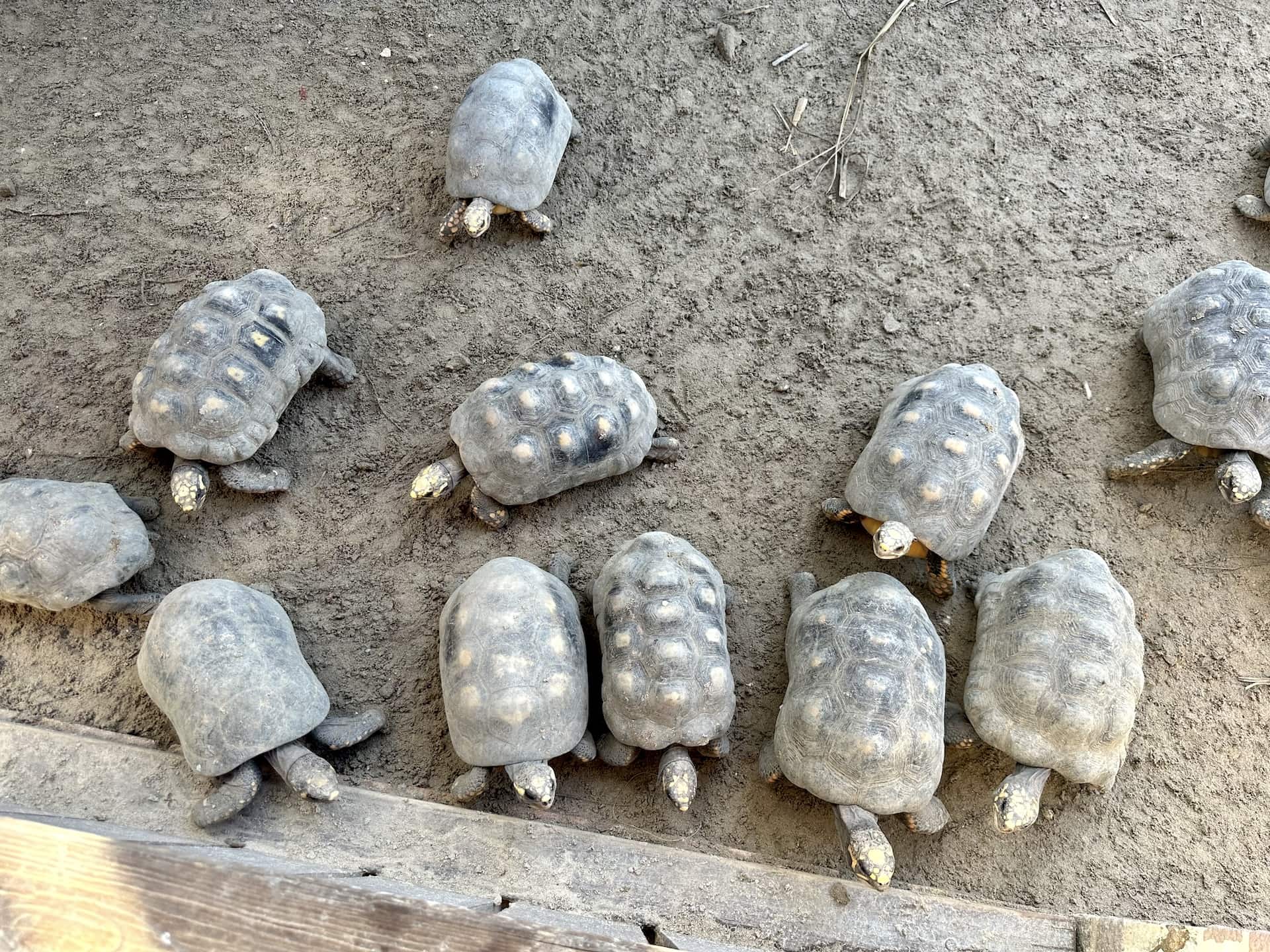 Tortoises at Philip's Animal Garden in Noord, Aruba
