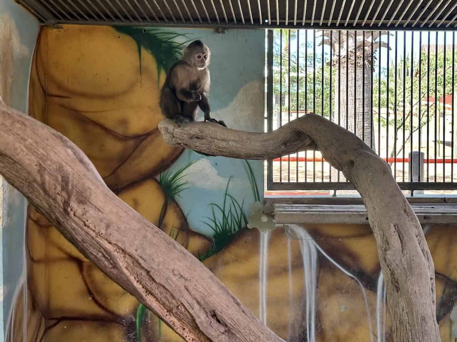 Monkey at Philip's Animal Garden in Noord, Aruba