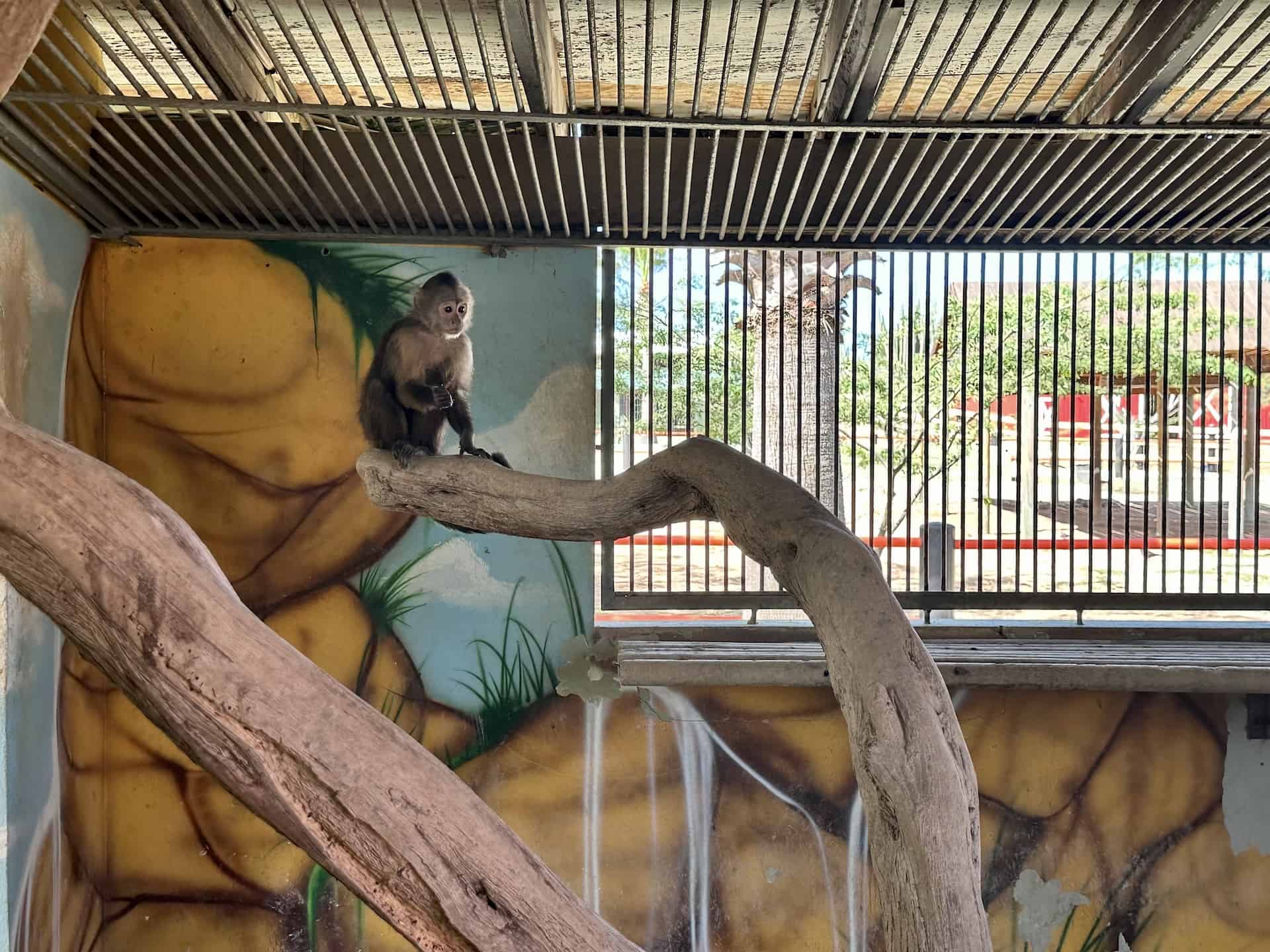 Monkey at Philip's Animal Garden in Noord, Aruba